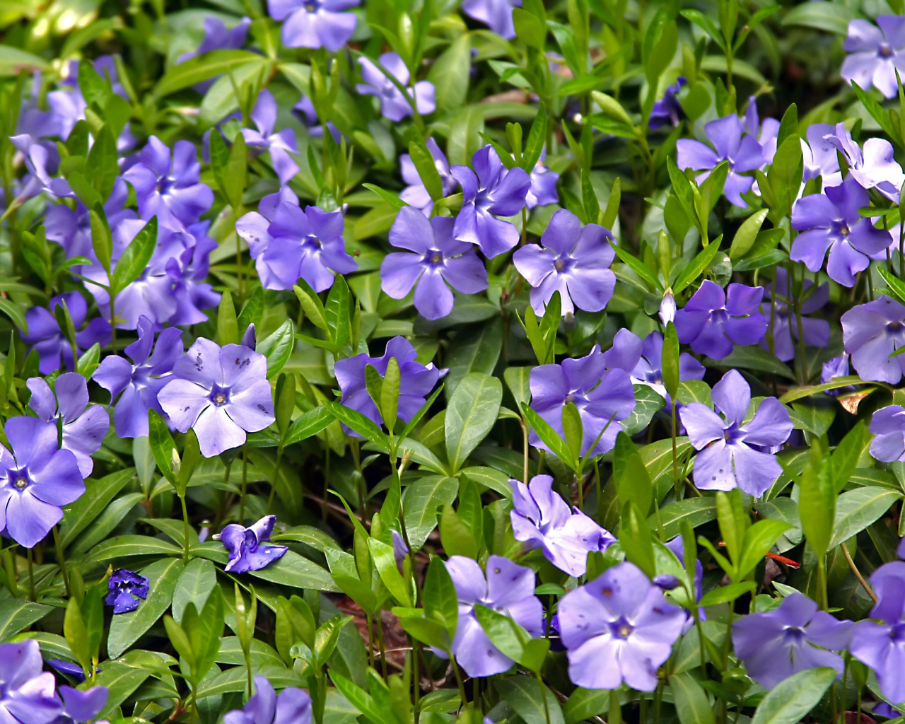 Красивые цветы барвинок в саду