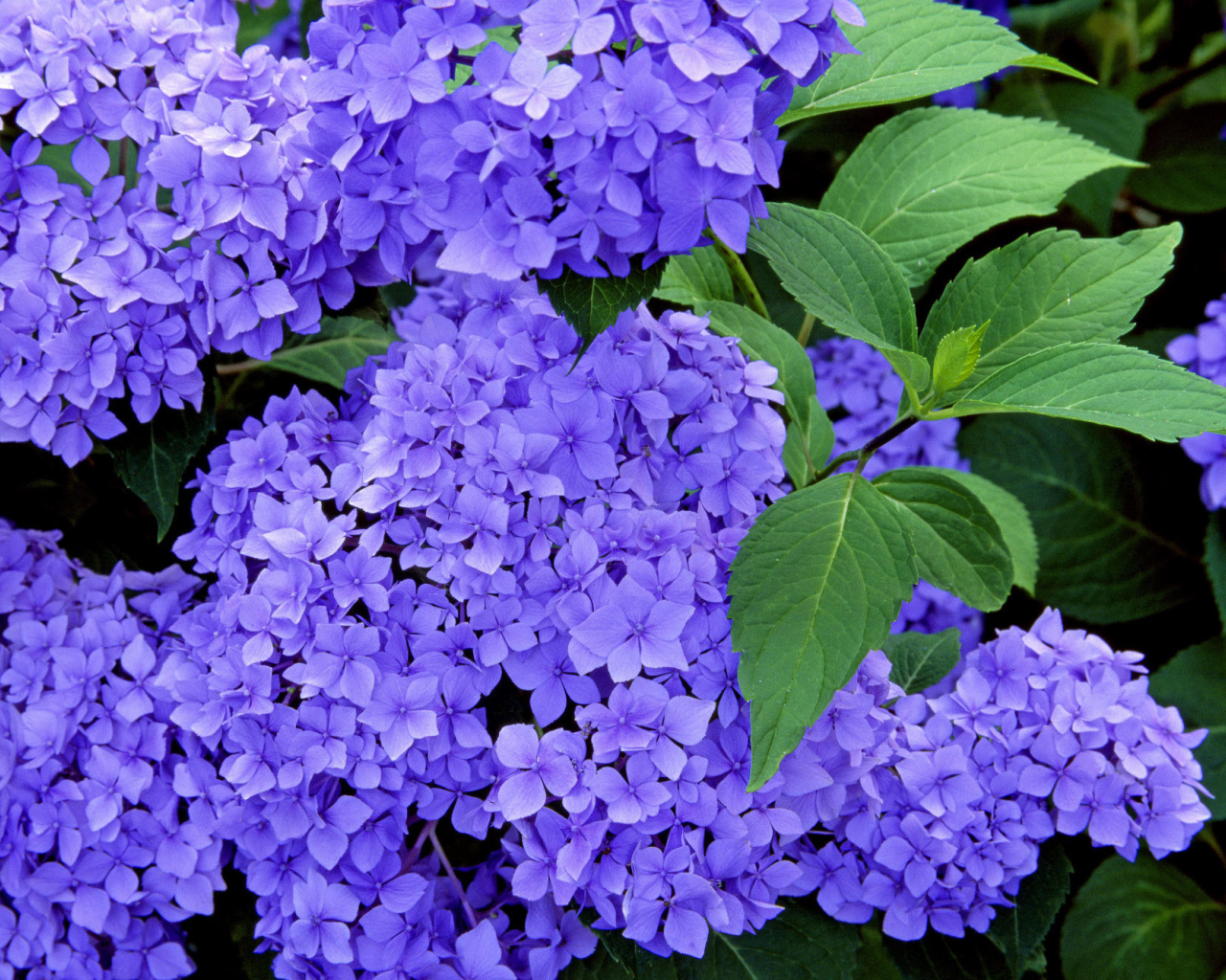 Красивые цветы вероника в саду