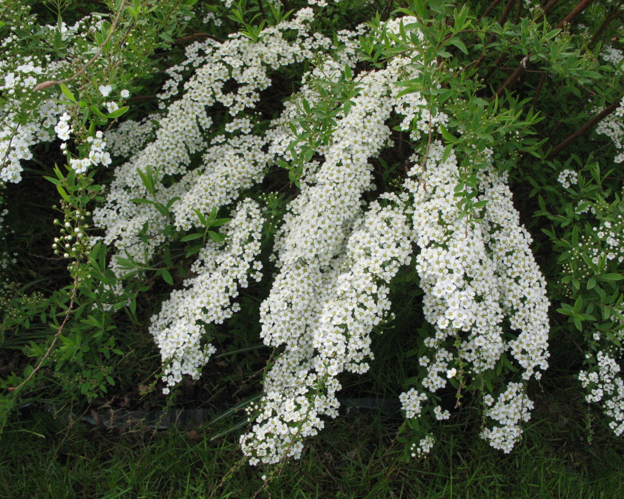 Красивые цветы спирея в саду