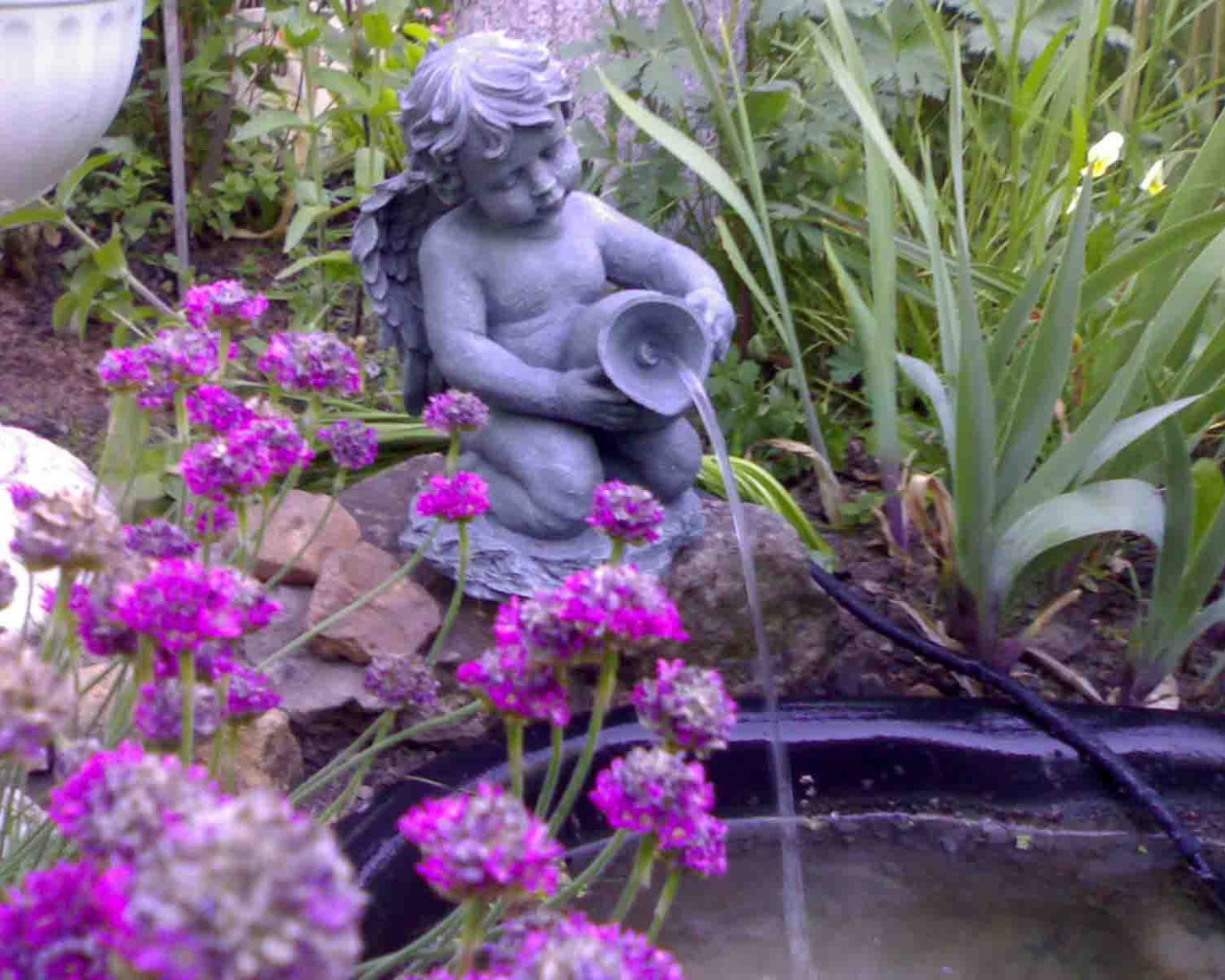 Красивые цветы армерия в саду