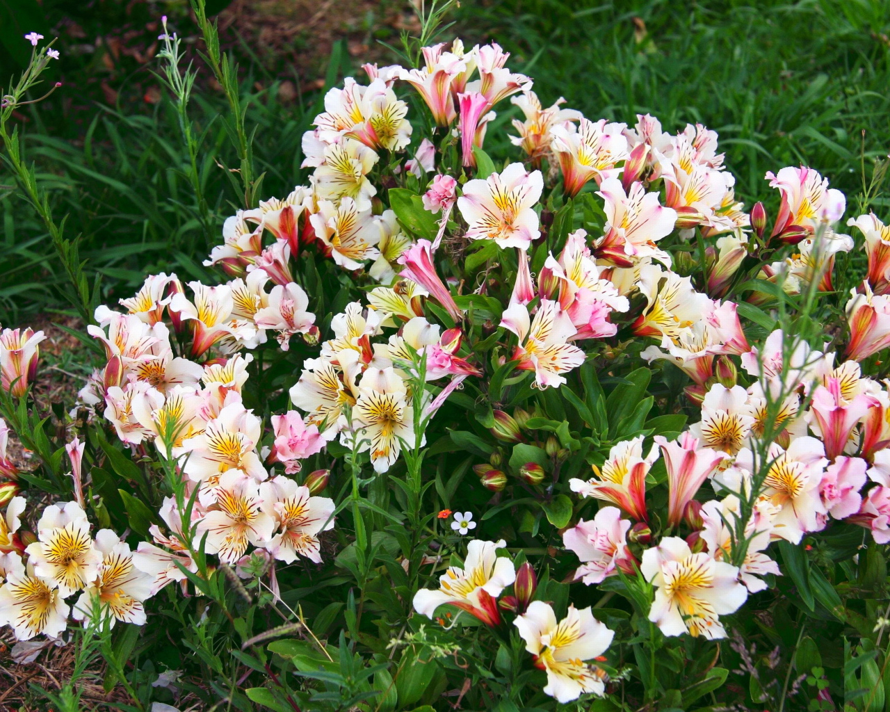 Красивые цветы альстремерия в парке