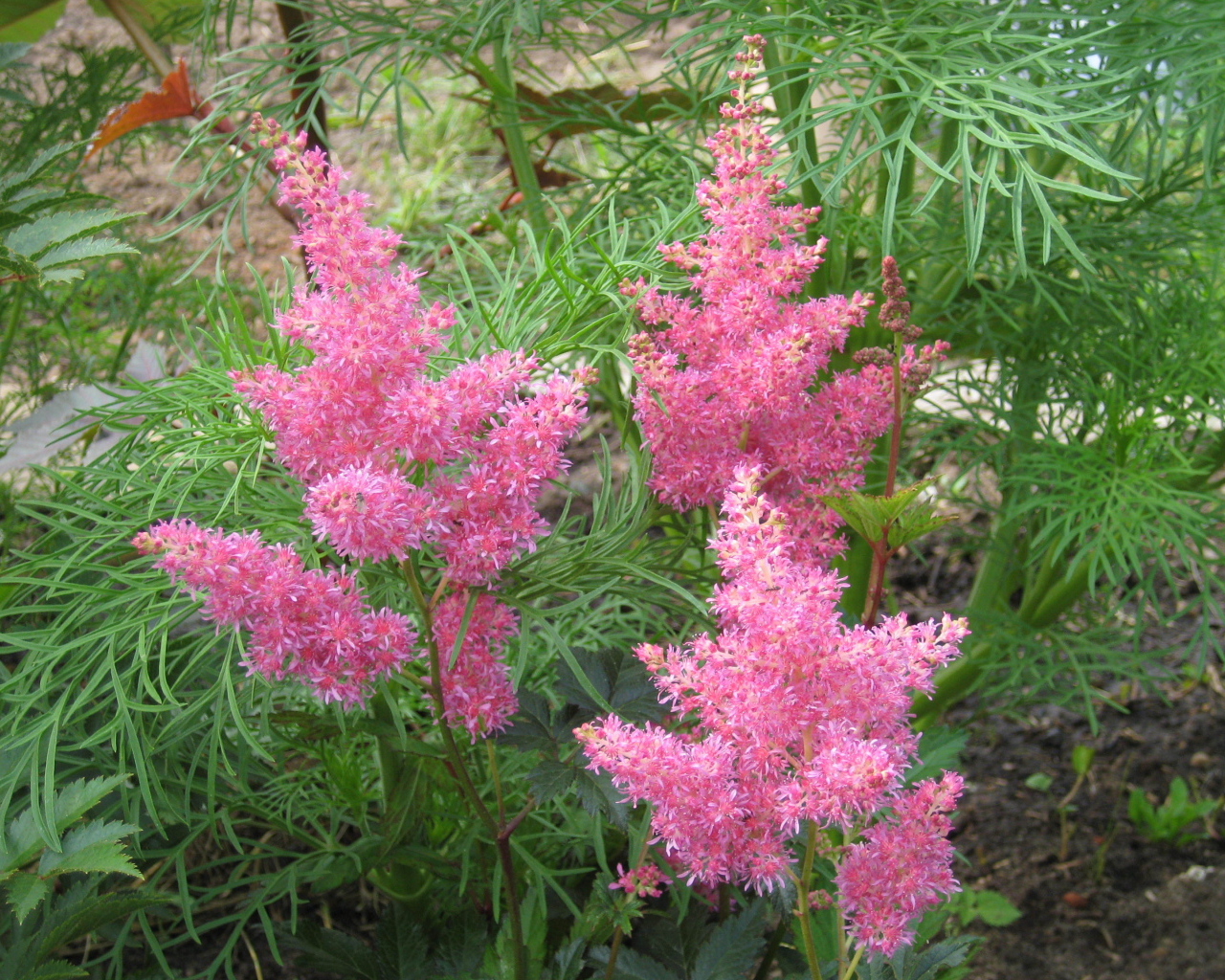 Красивые цветы астильба в парке