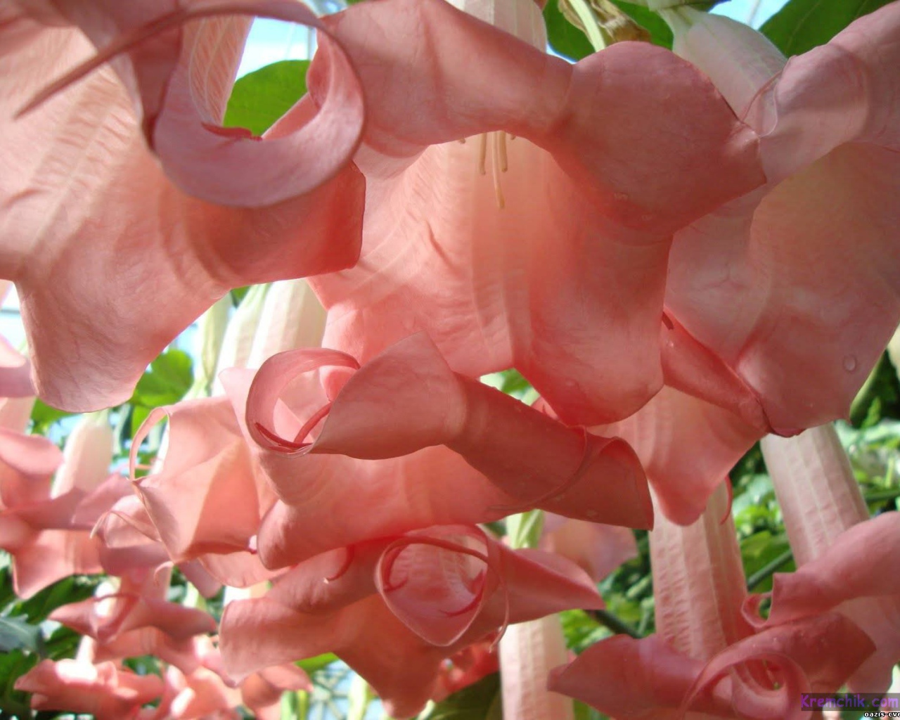 Красивые цветы бругмансия в парке