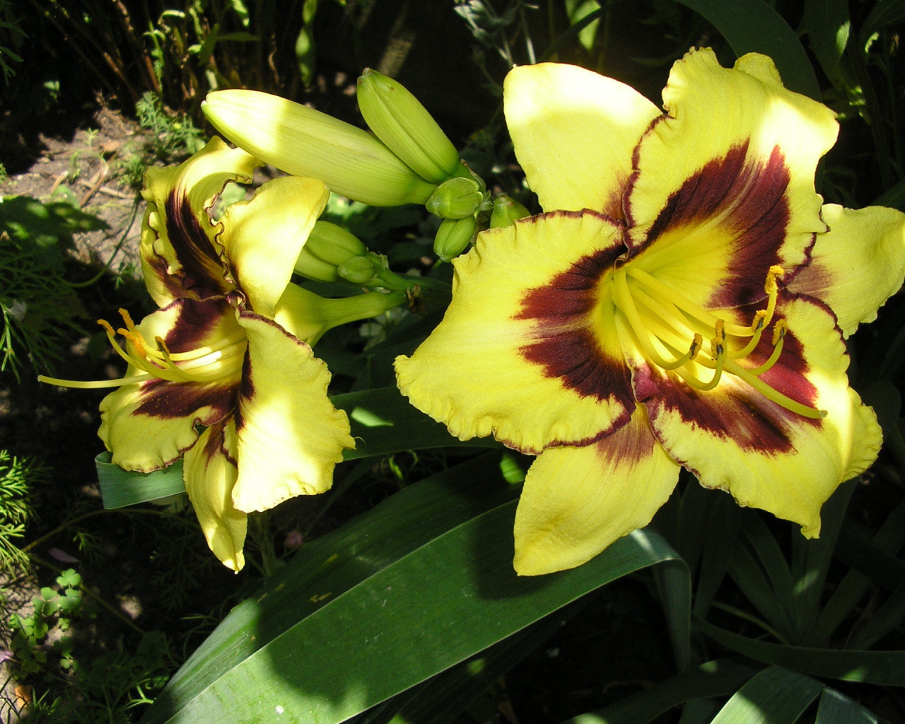 Красивые цветы лилейник в парке