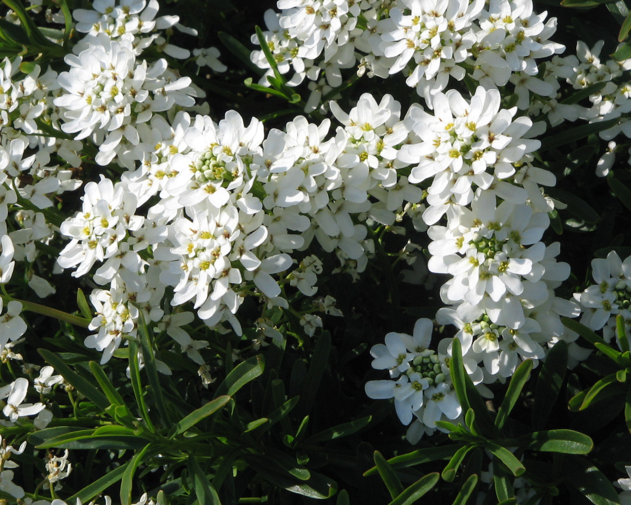 Красивые цветы иберис в парке