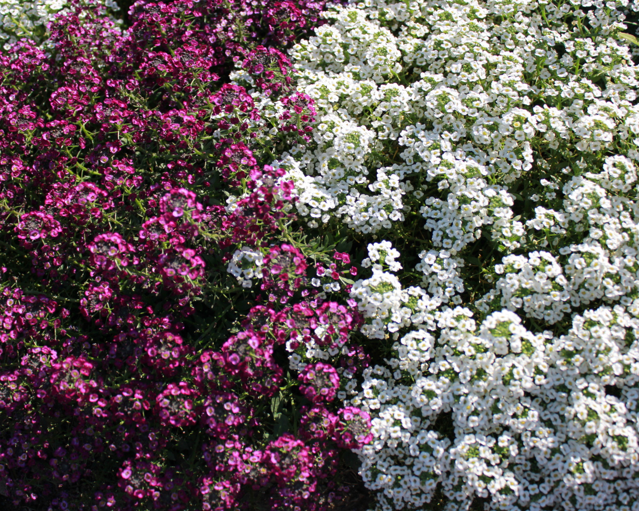 Красивые цветы алиссум в парке