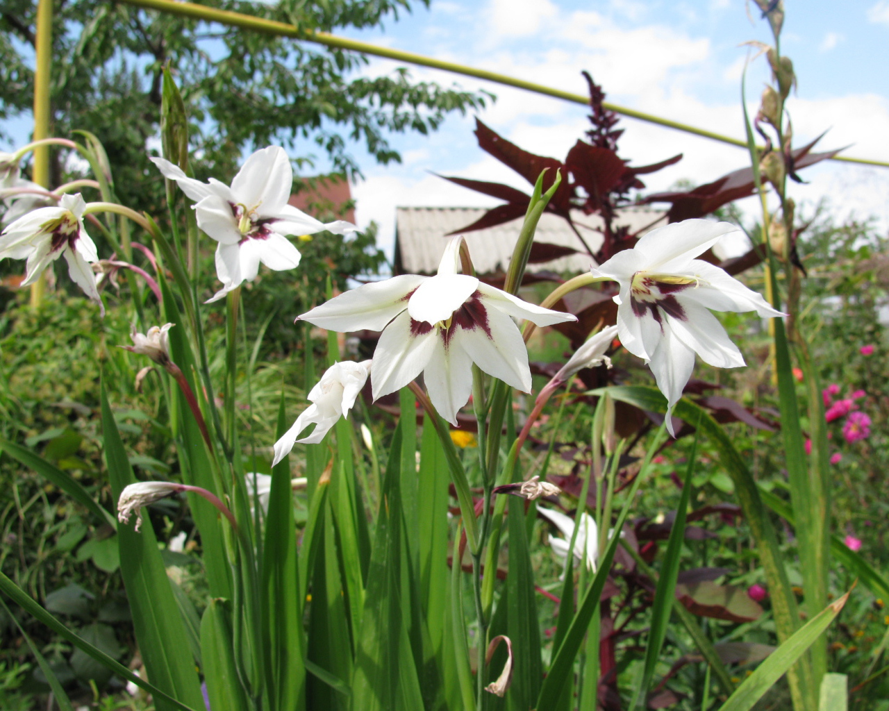 Красивые цветы ацидантера в парке