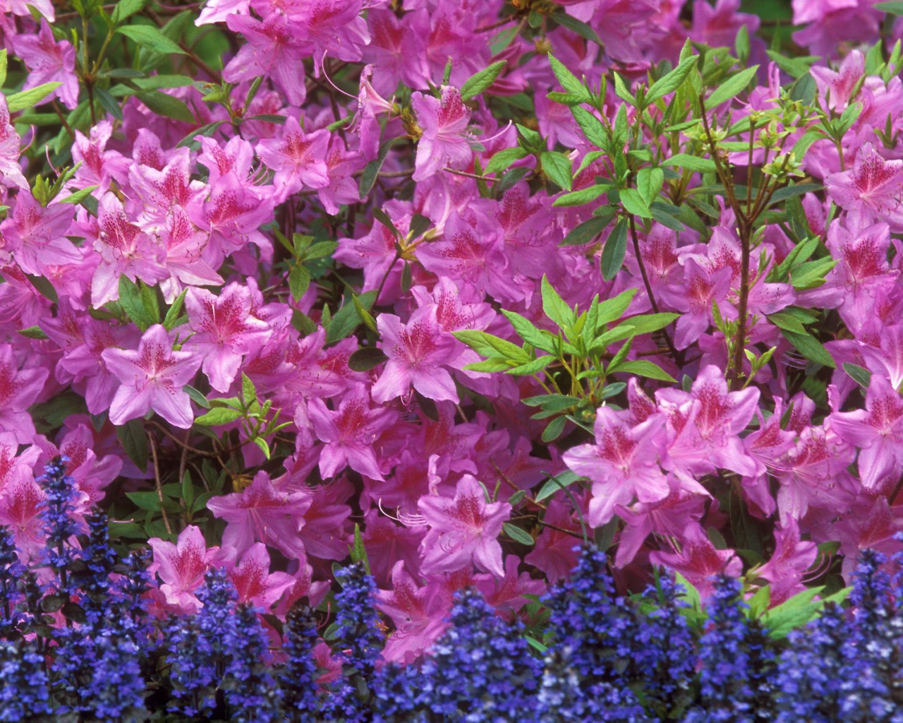 Красивые цветы аюга в парке