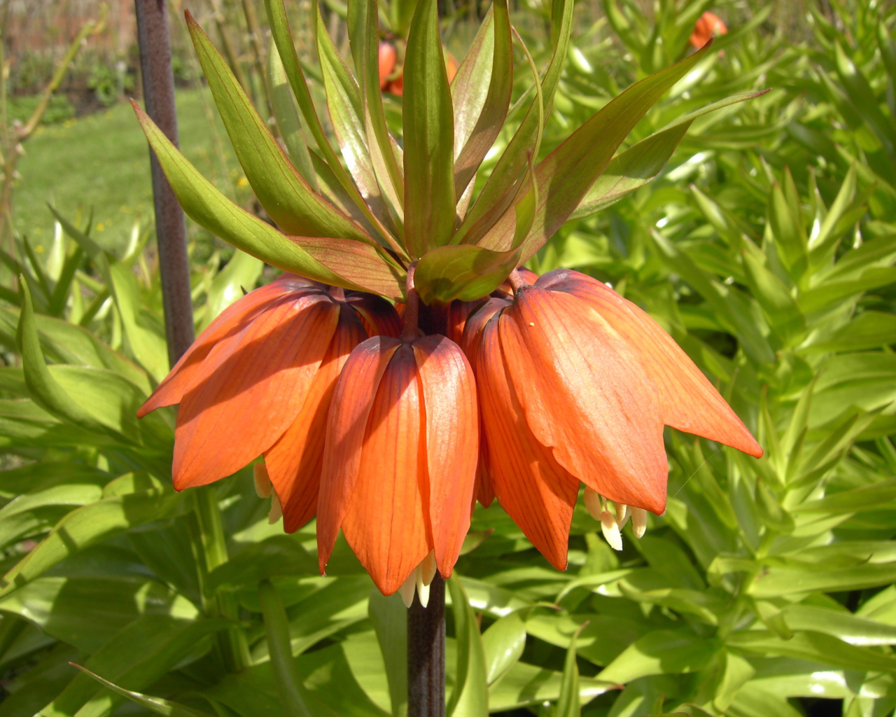 Красивые цветы рябчик императорский в парке