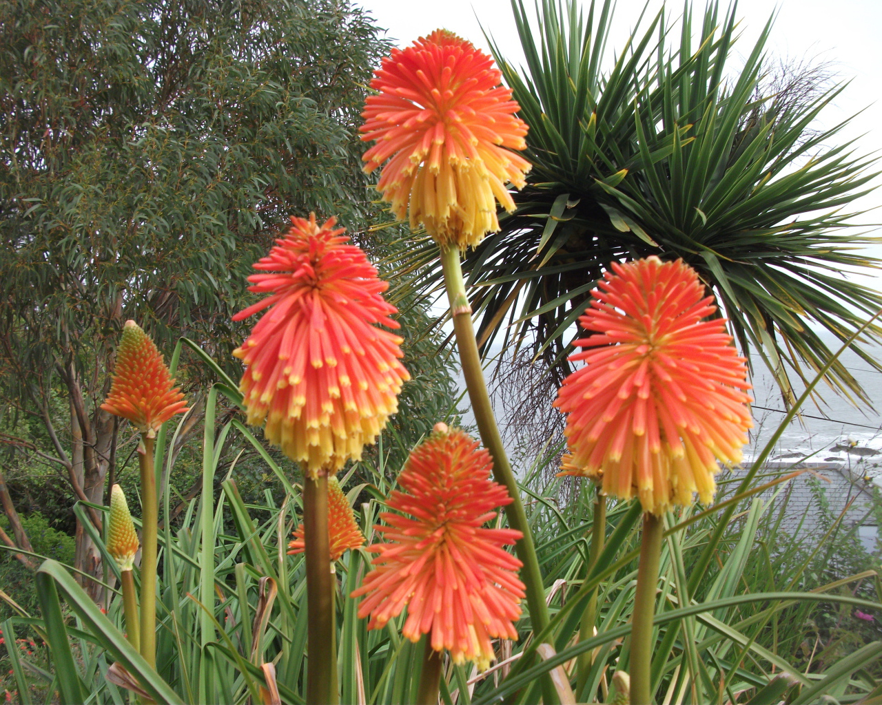 Красивые цветы кникофия в парке