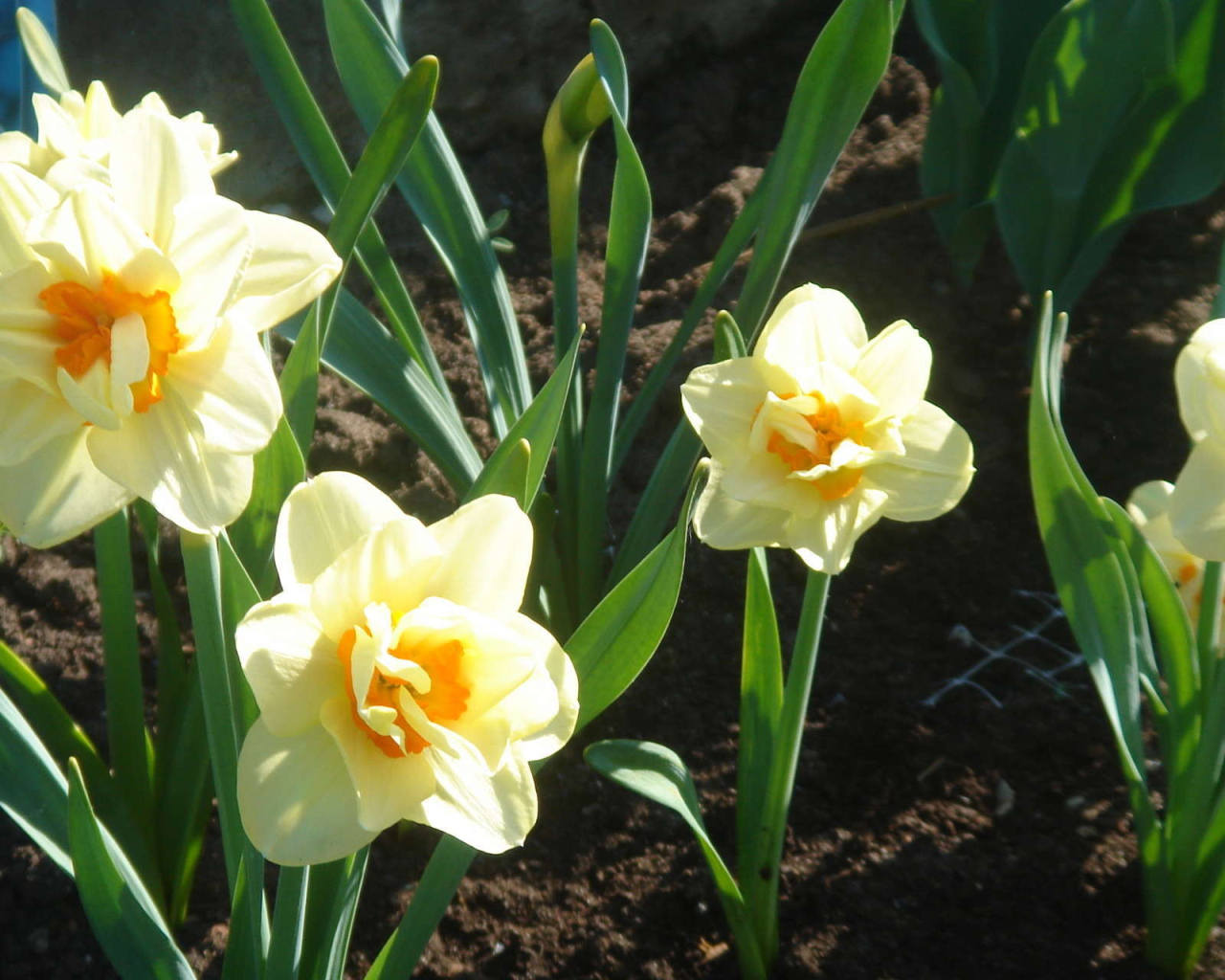 Красивые цветы нектароскордум в парке