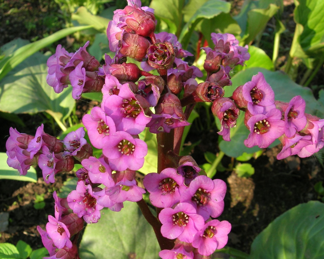 Красивые цветы растения бадан в парке