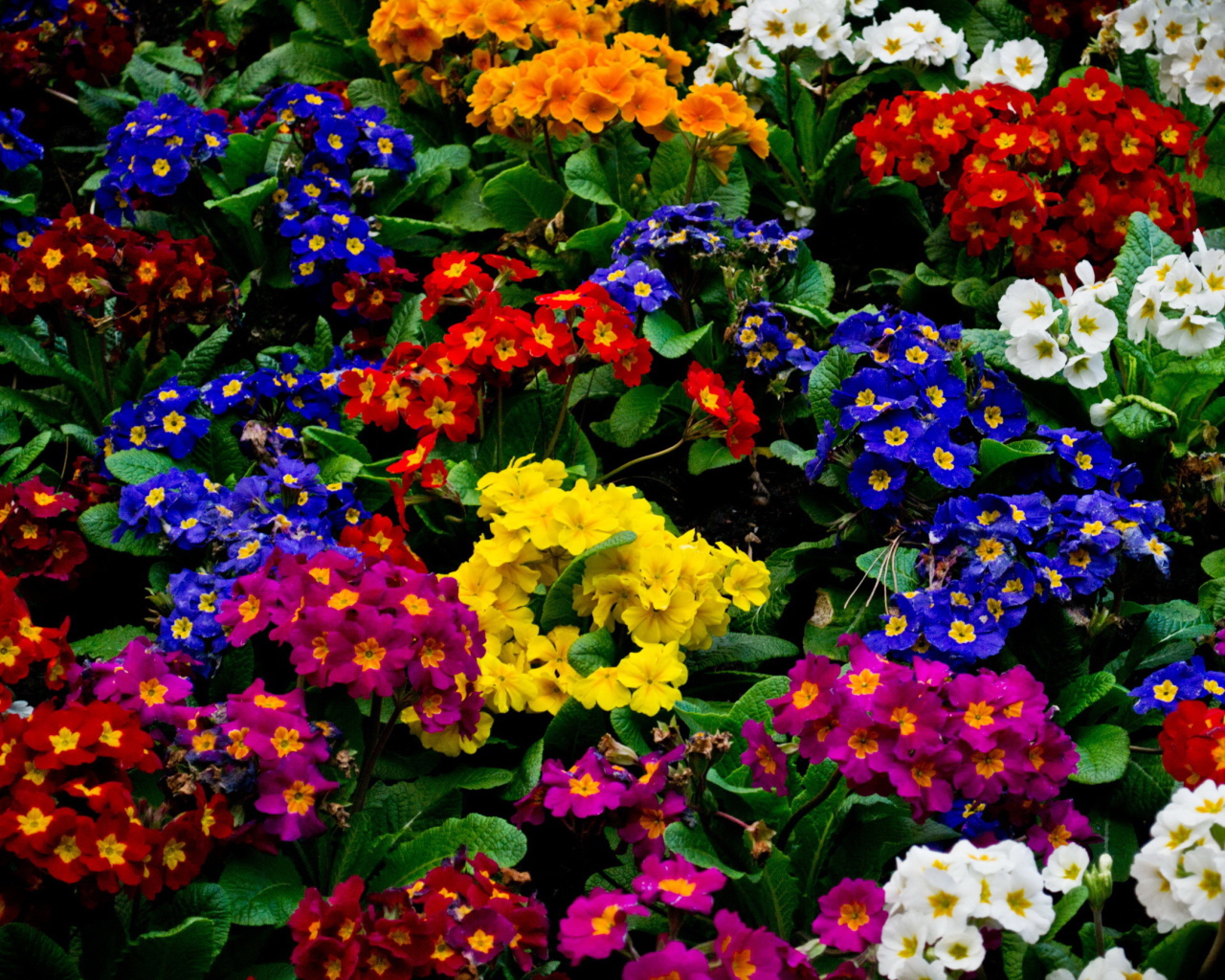 Красивые цветы примула в парке