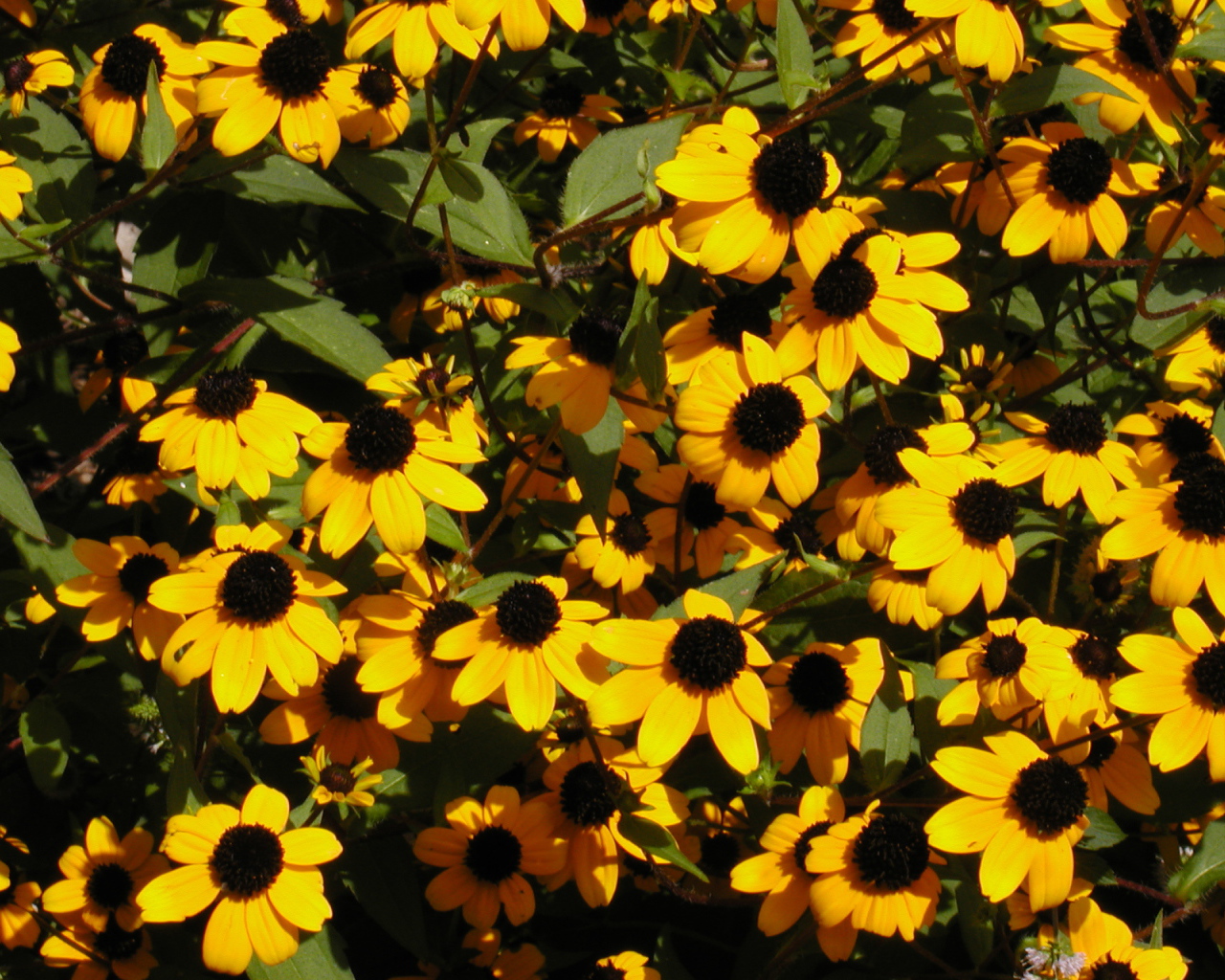 Красивые цветы рудбекия в парке