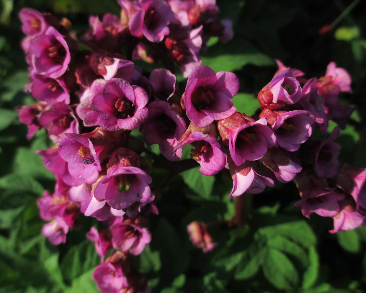 Красивые цветы бадан в парке