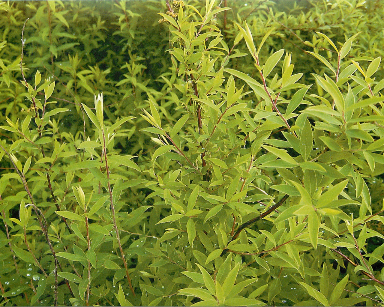 Красивые цветы спирея в парке