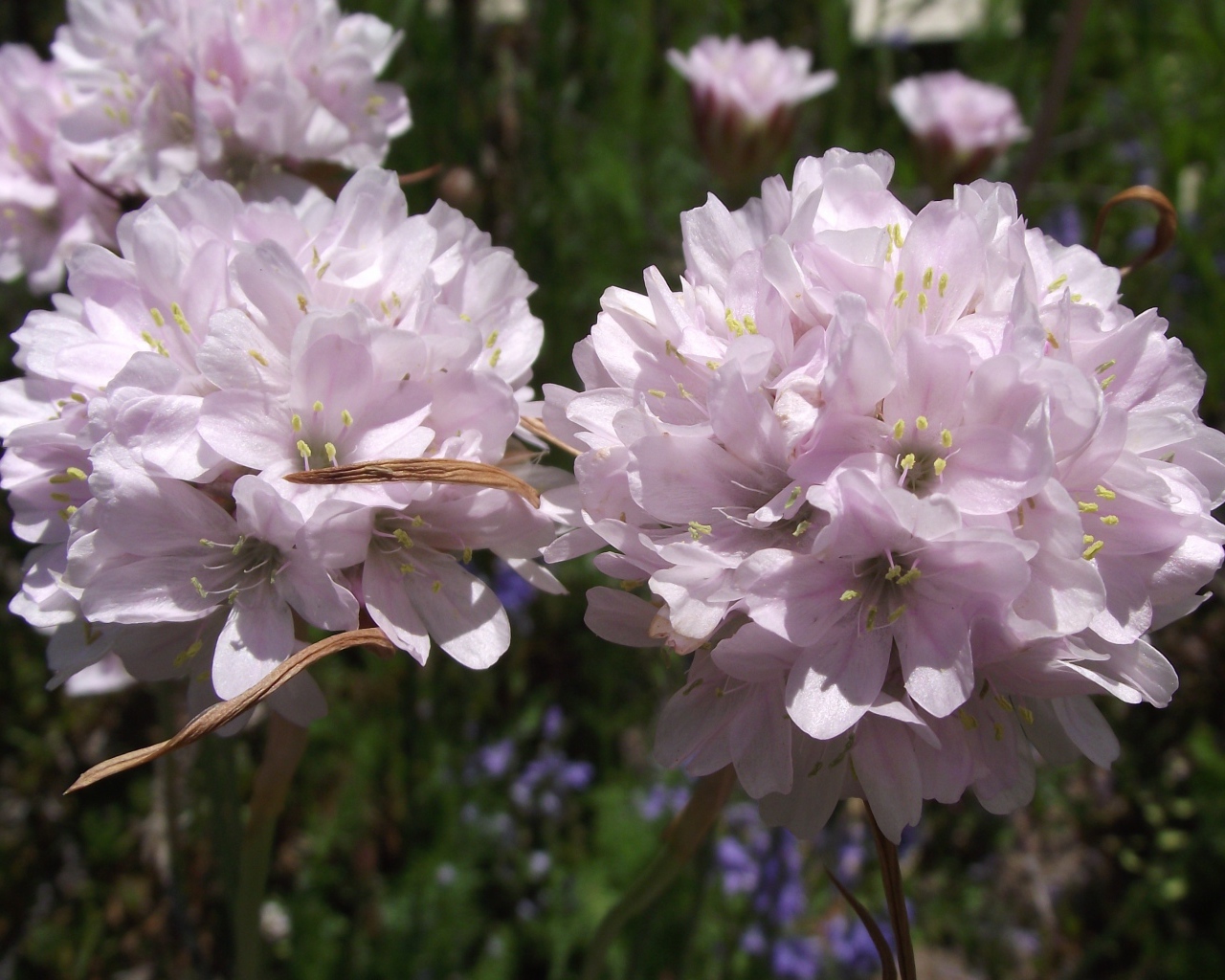 Красивые цветы армерия в парке