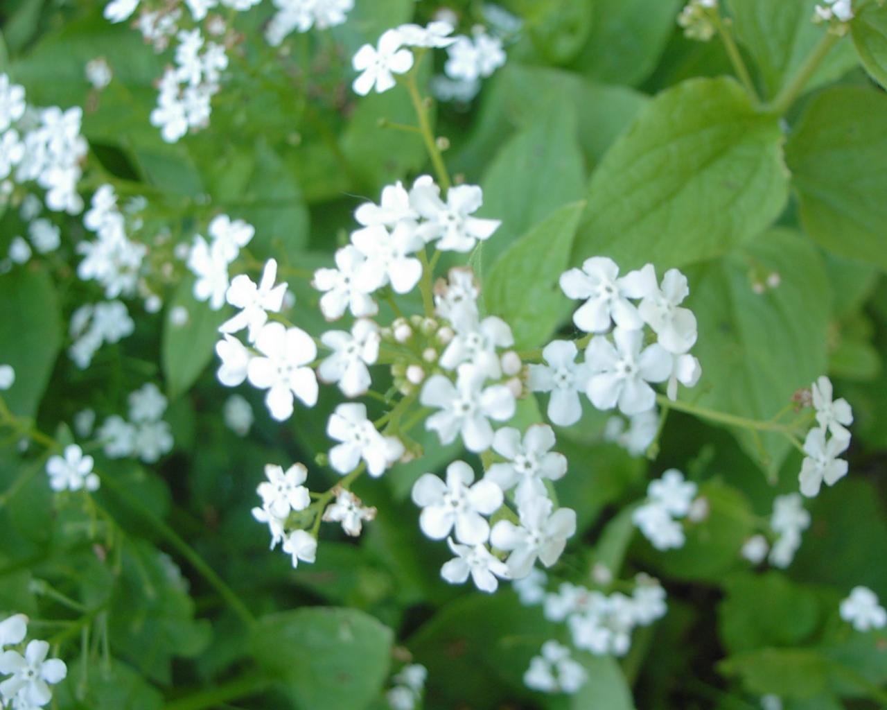 На солнце красивые цветы бруннера 