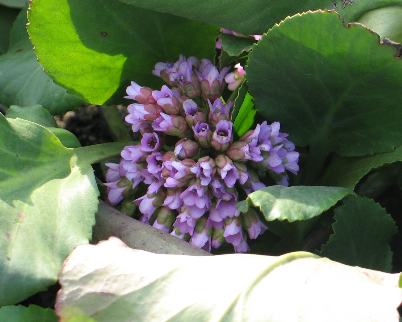 Красивые цветы бадан на солнце