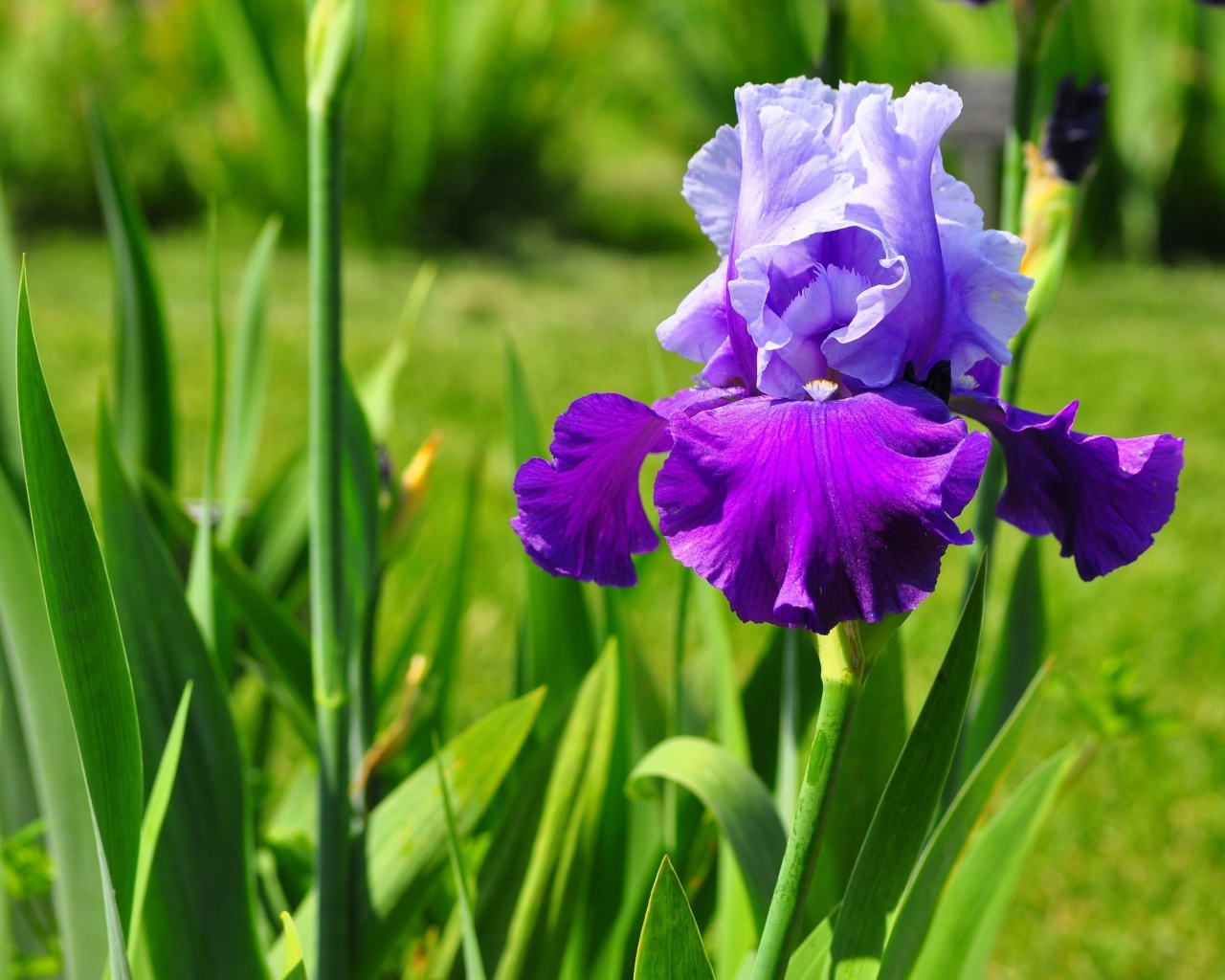Beautiful flowers irises in the park