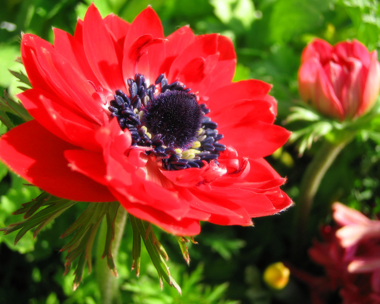 Красивые цветы анемона в парке