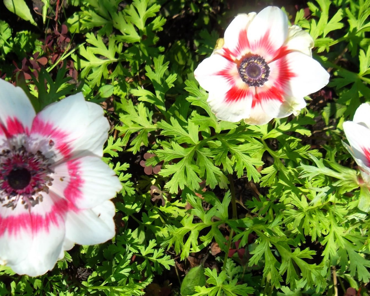 Красивые цветы анемона на клумбе в саду