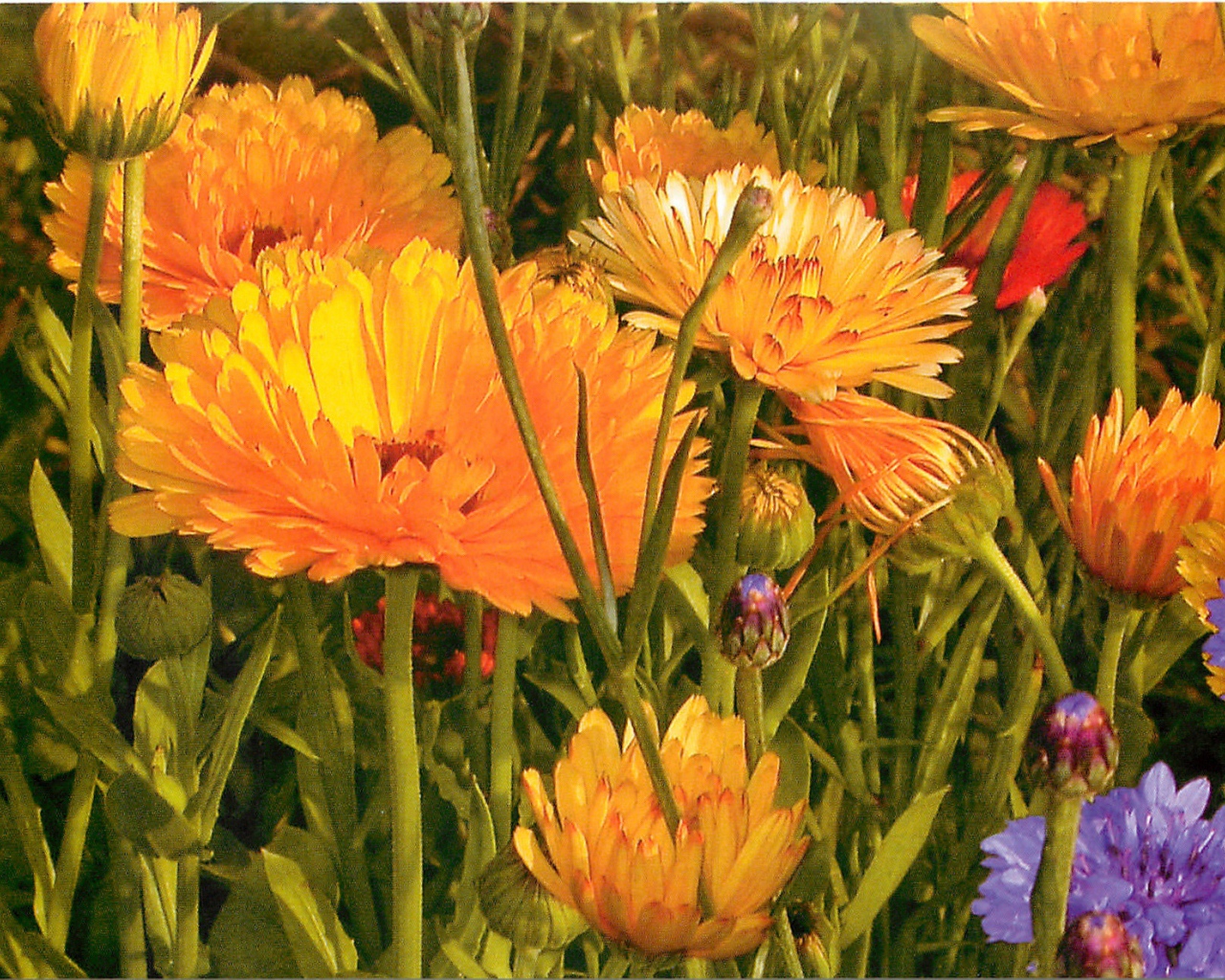 Красивые цветы календула на поляне