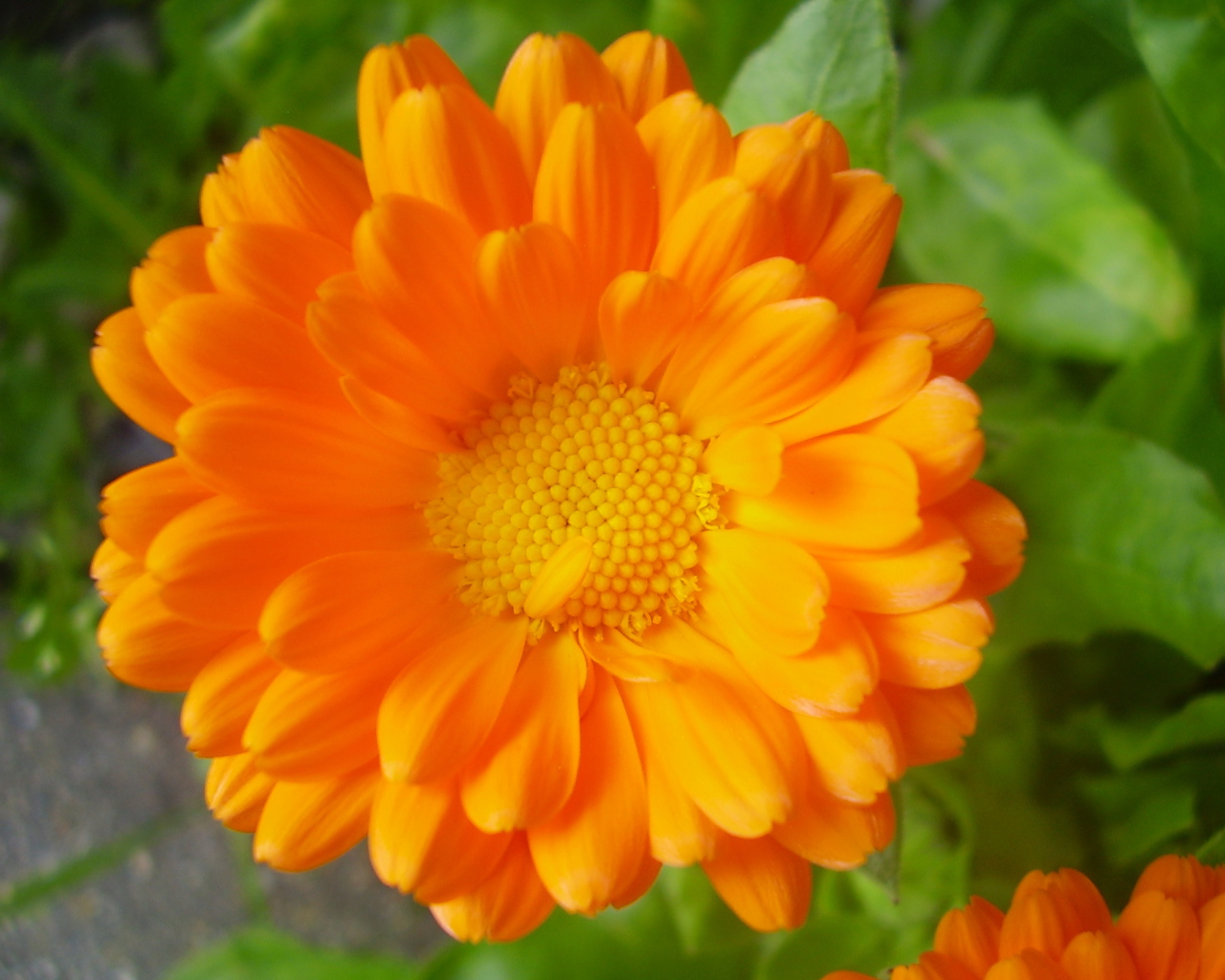 Красивые цветы календула на клумбе в саду