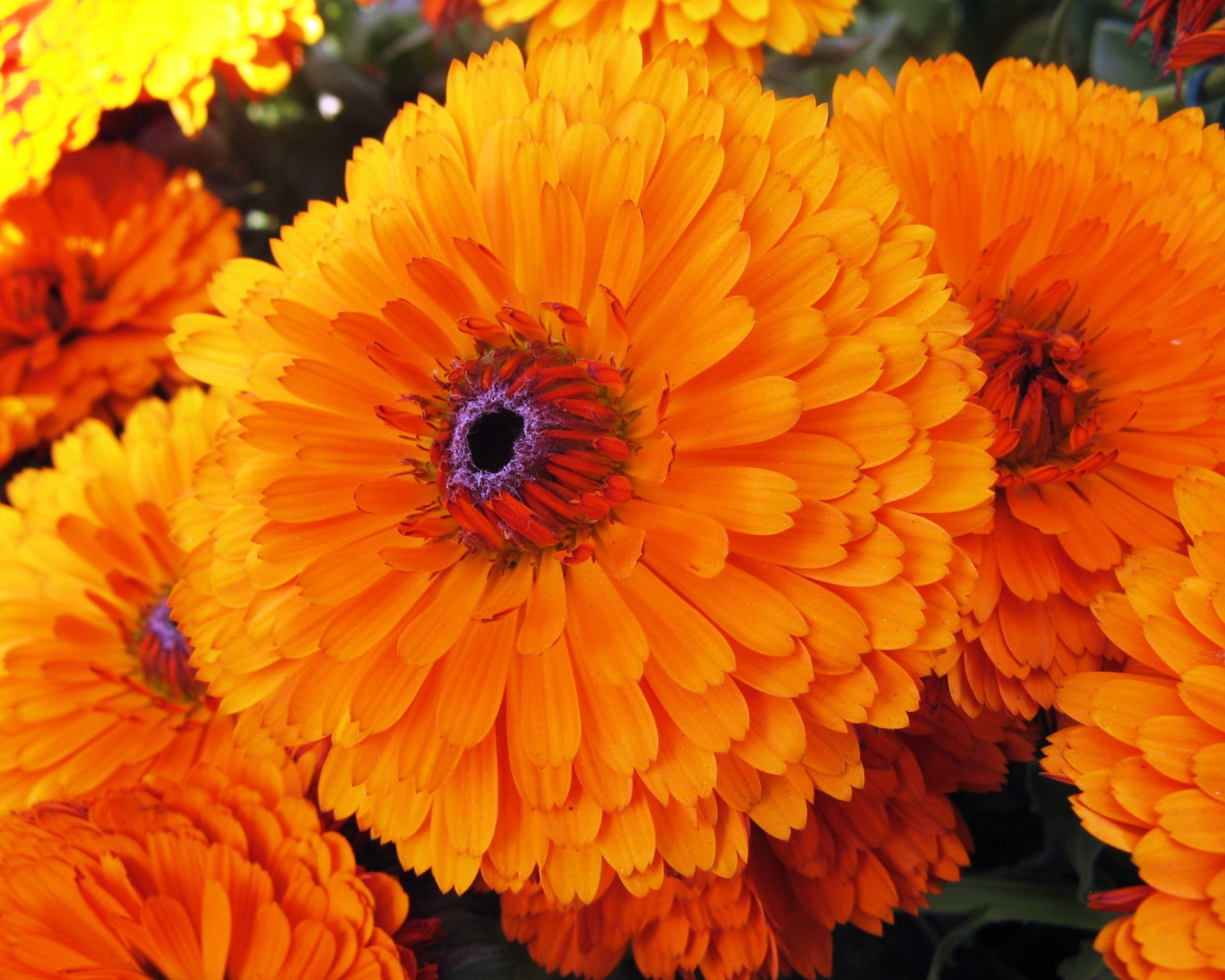 Красивые цветы календула в парке