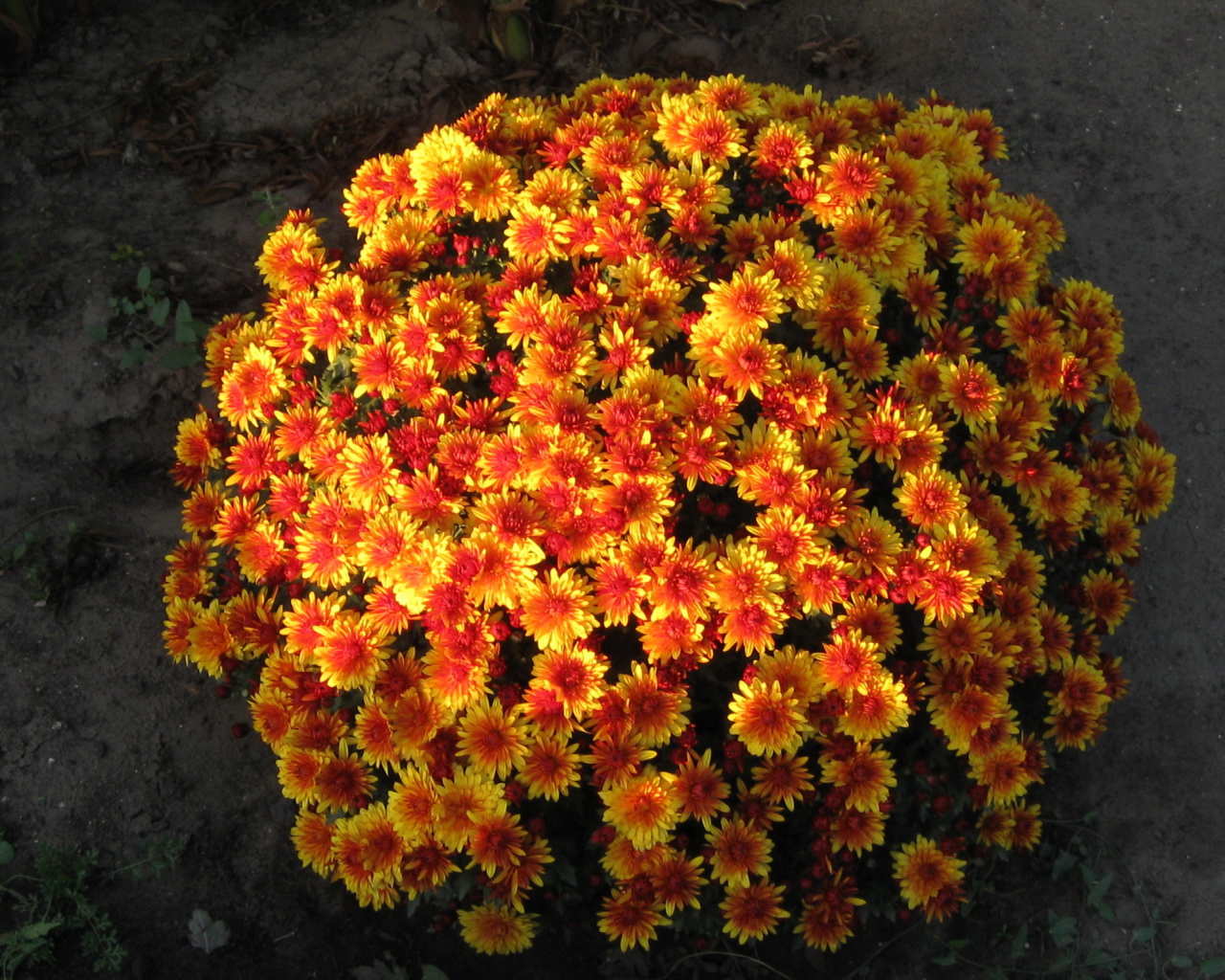 Красивые цветы хризантема 