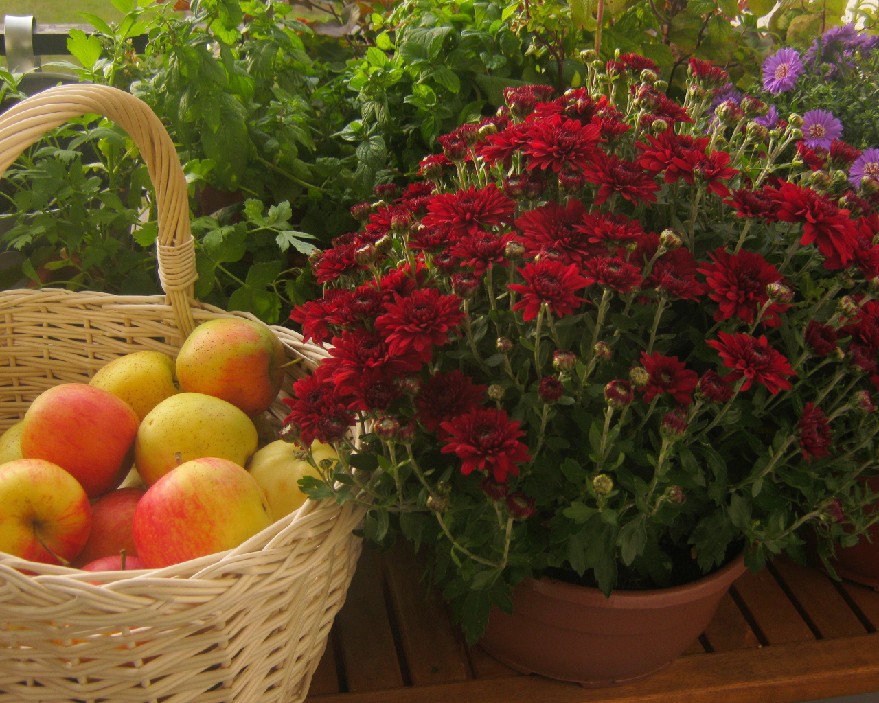 Красивые цветы хризантема и яблоки