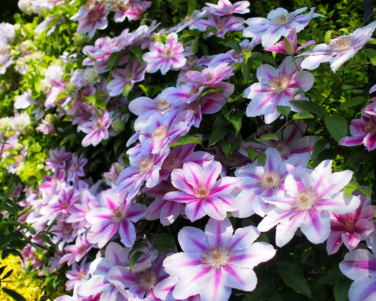 Красивые цветы клематис в парке