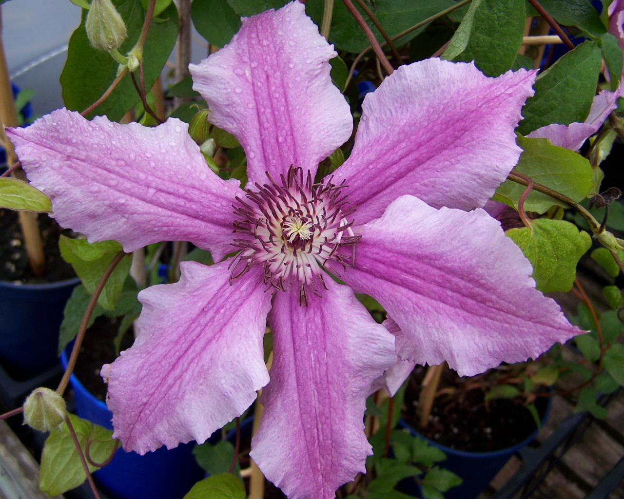 Красивые цветы клематис на клумбе в саду