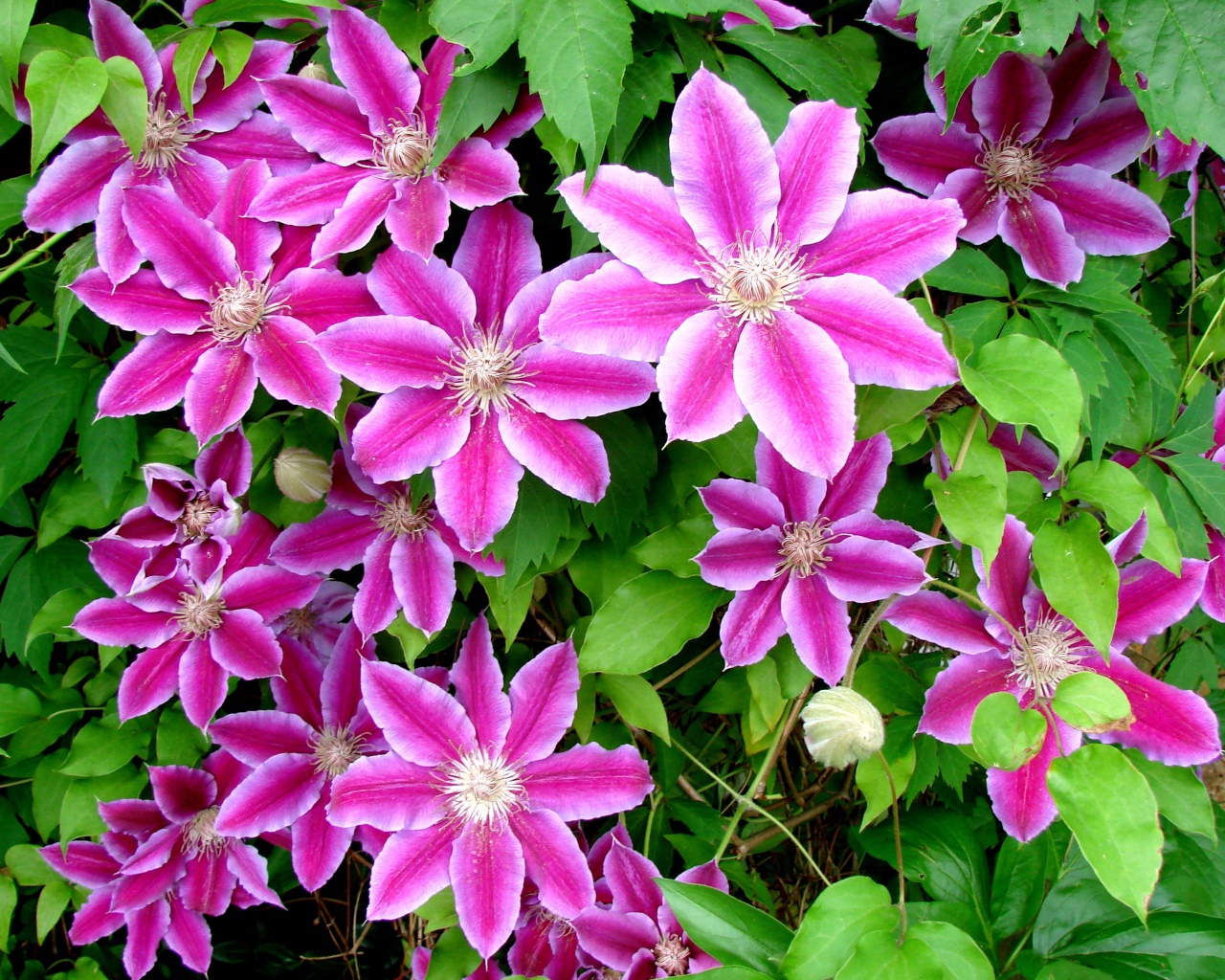 Красивые цветы клематис на поляне