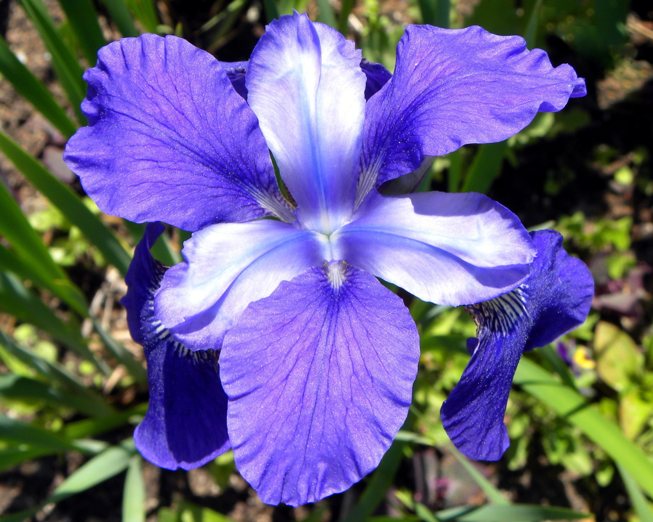 Красивые цветы ирисы на поляне