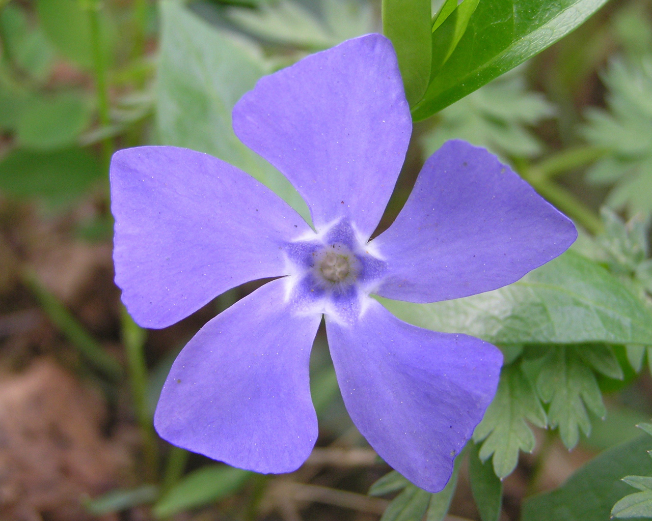 Красивые цветы барвинок в парке