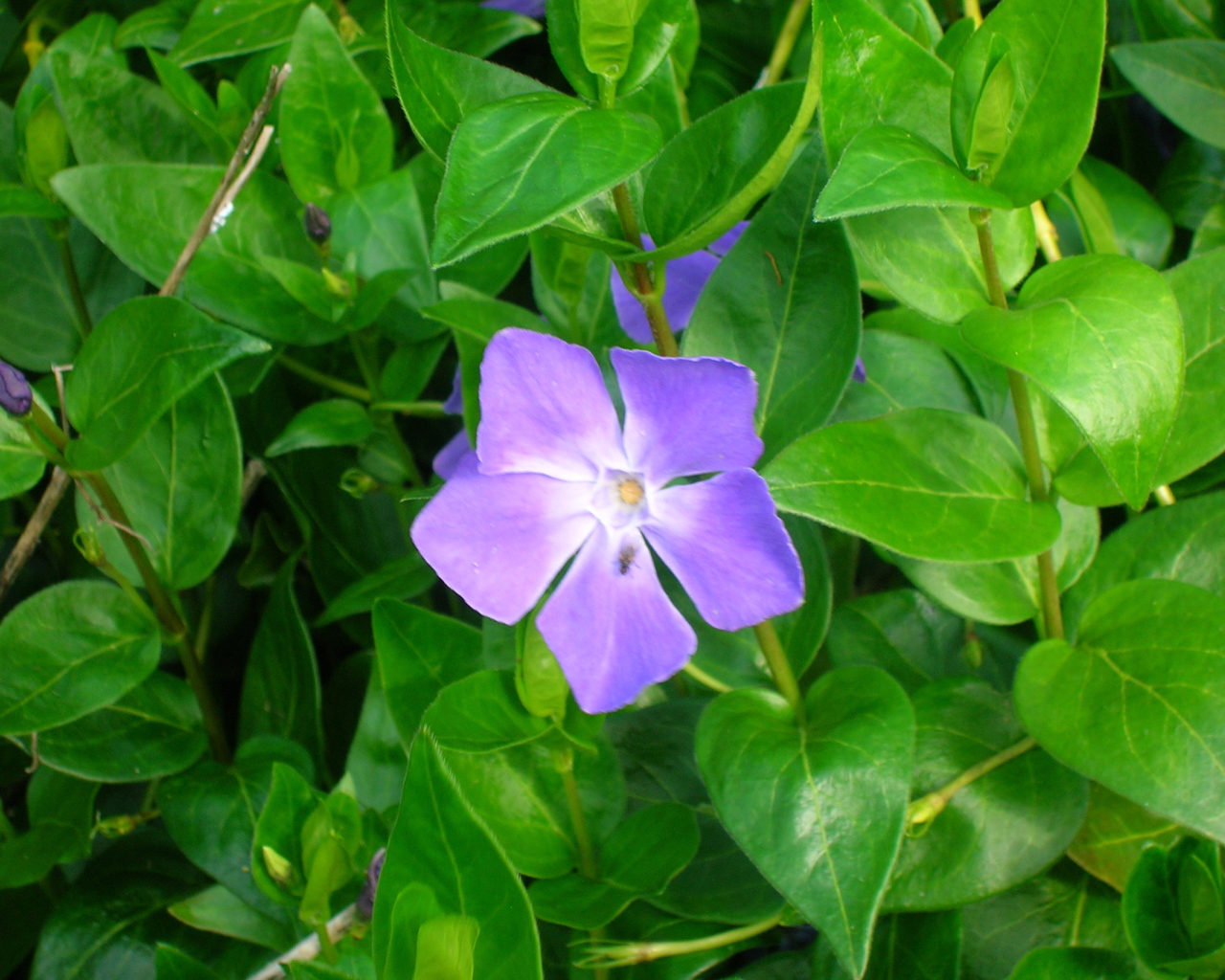 Красивые цветы барвинок на поляне