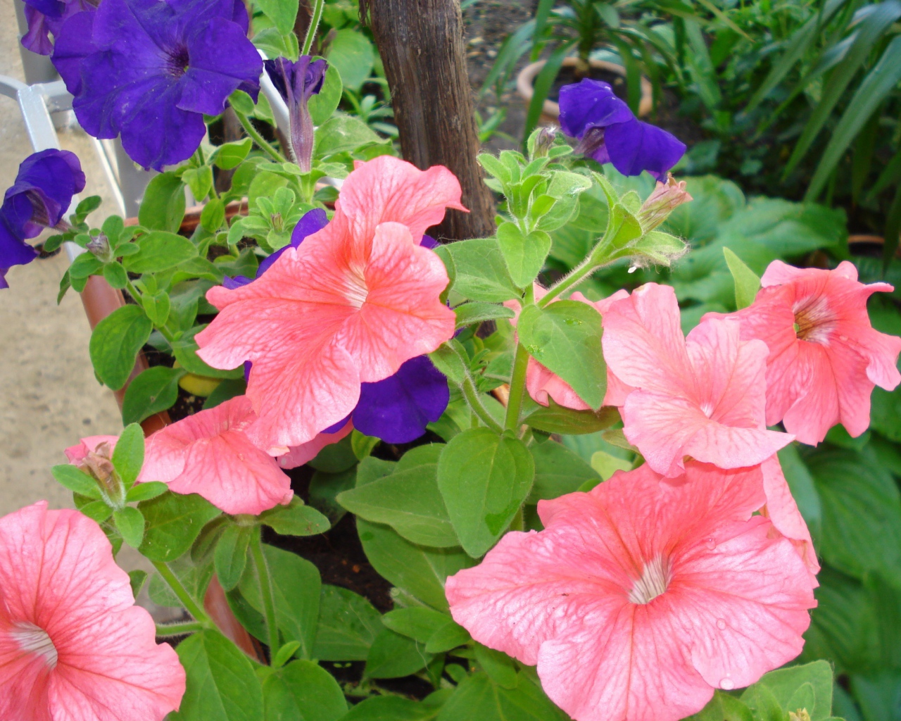 Красивые цветы петуния в лесу