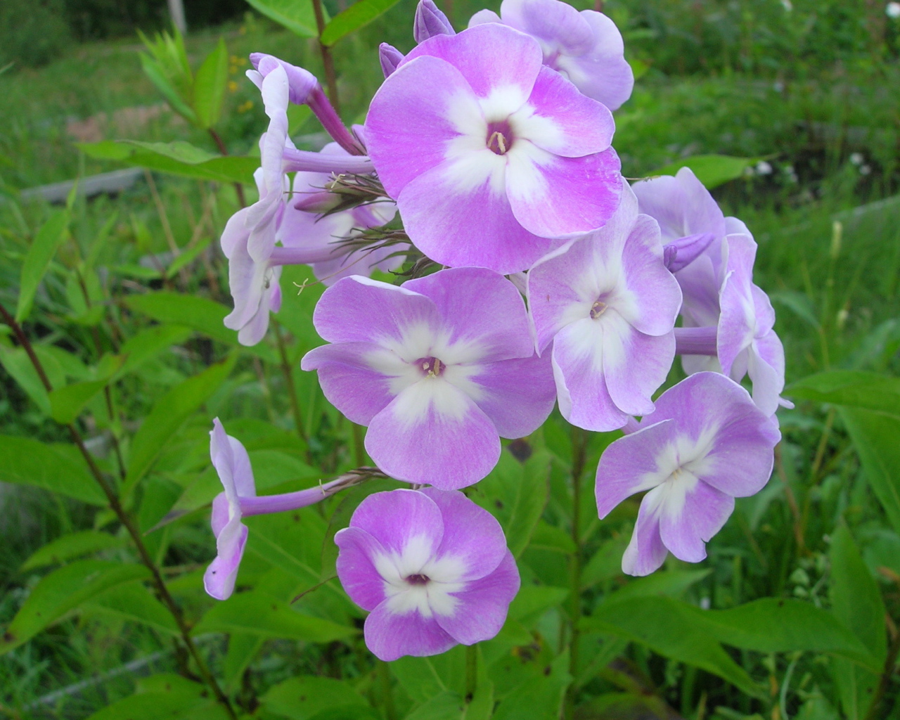 Красивые цветы флокс в парке