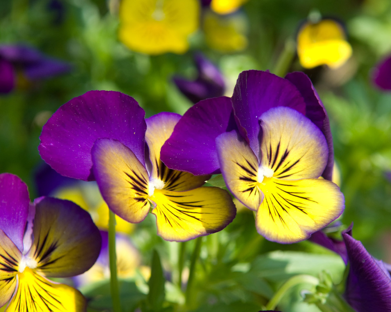 Красивые цветы желто-фиолетовые анютины глазки