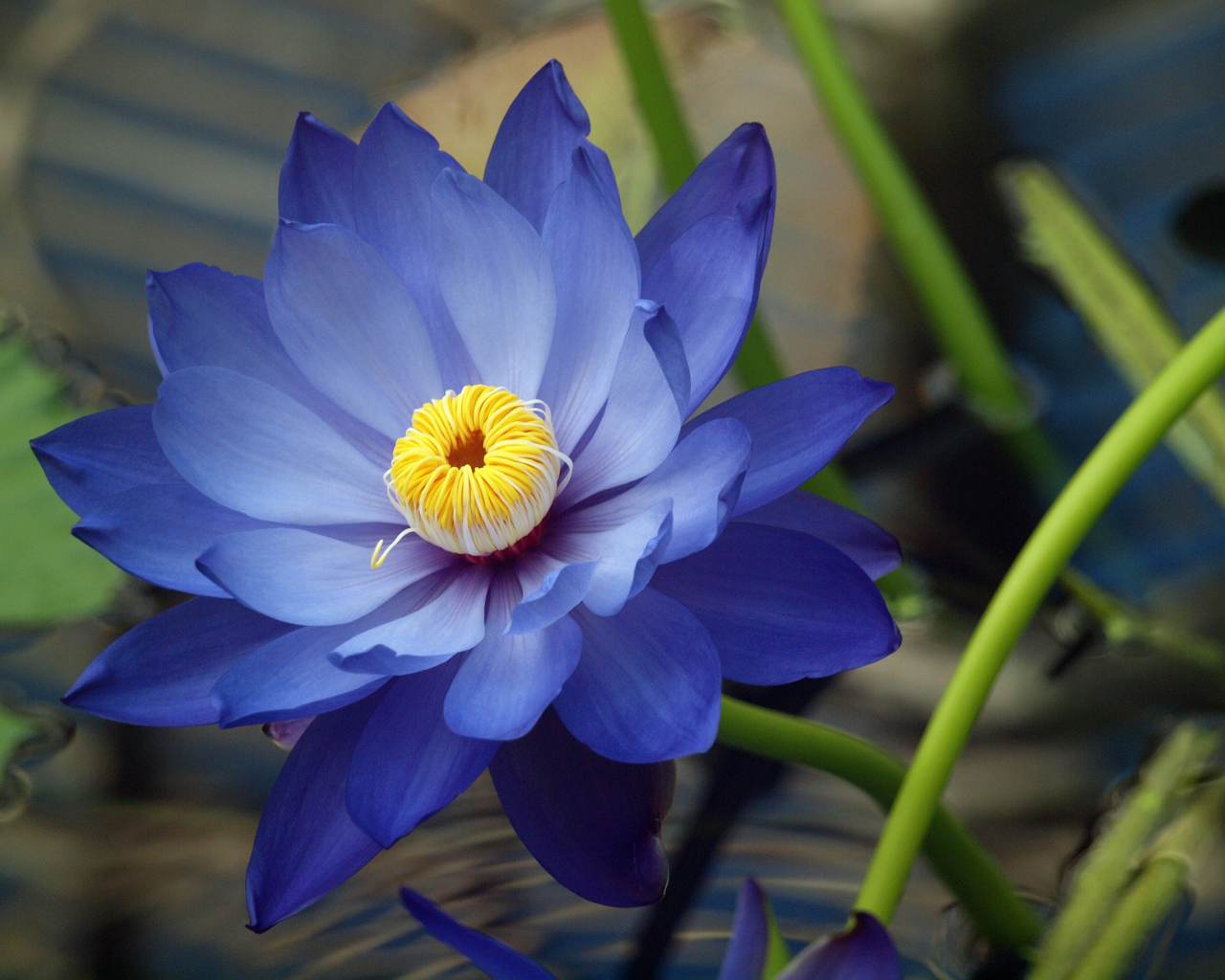 Красивые цветы нимфея на дачном участке