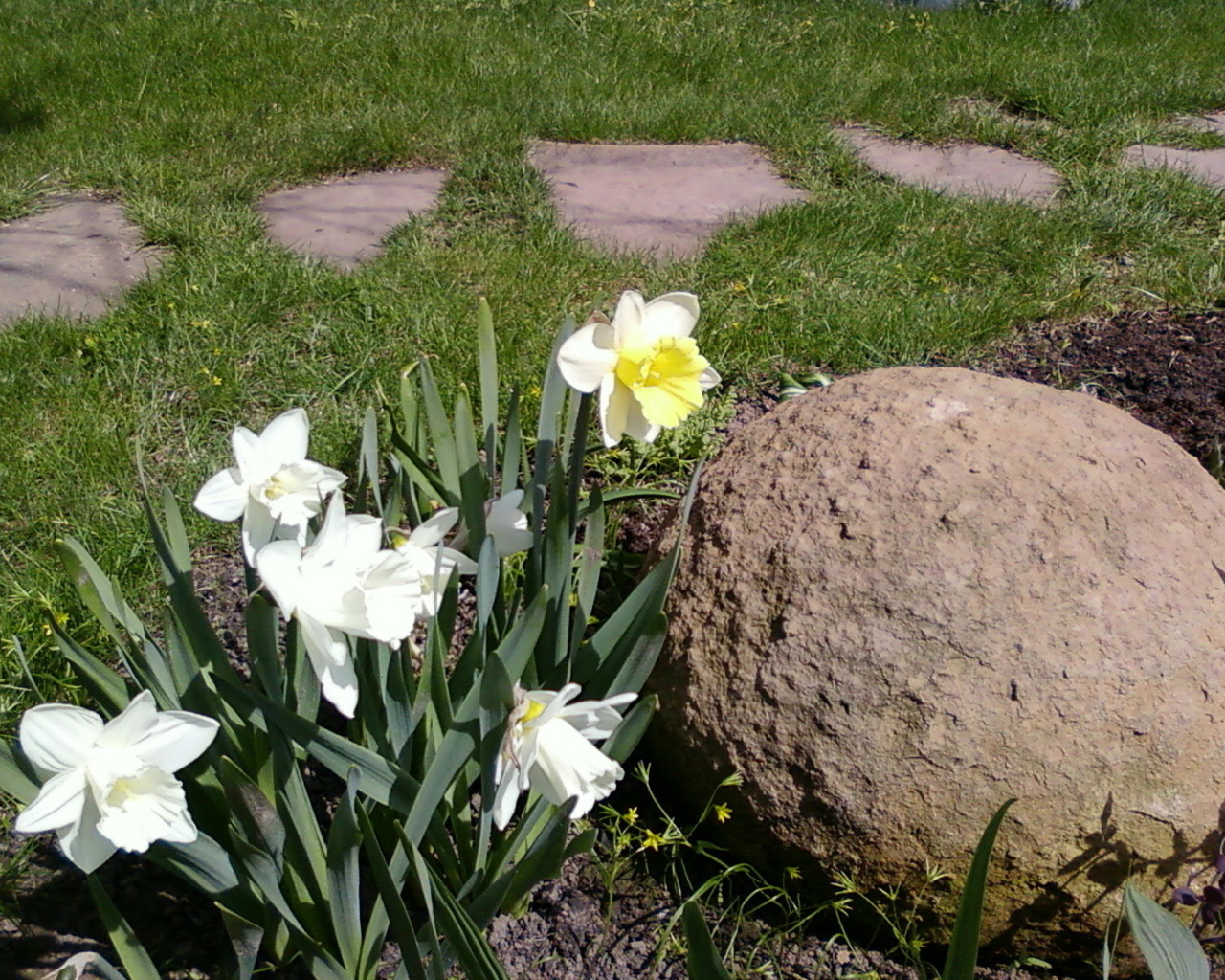 Красивые цветы нектароскордум на дачном участке