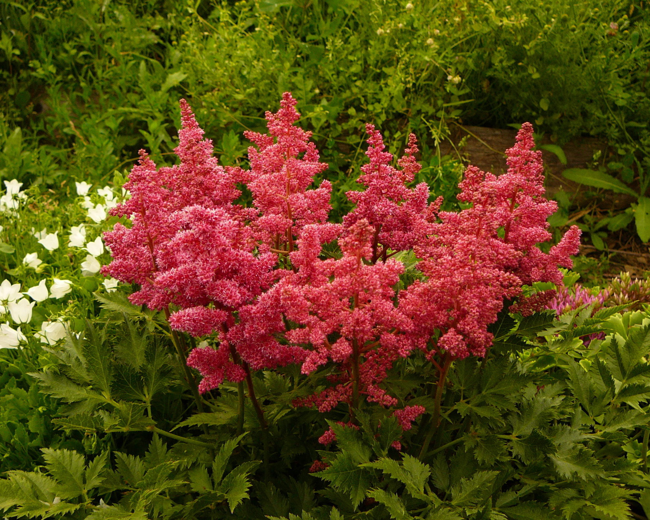 Красивые цветы астильба на поляне