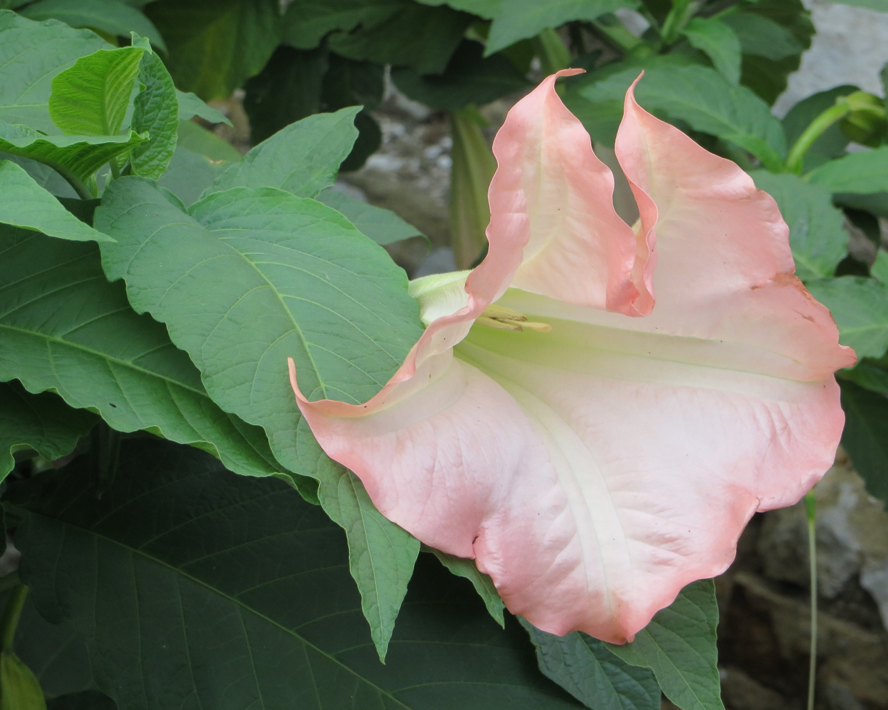 На поляне красивые цветы бругмансия