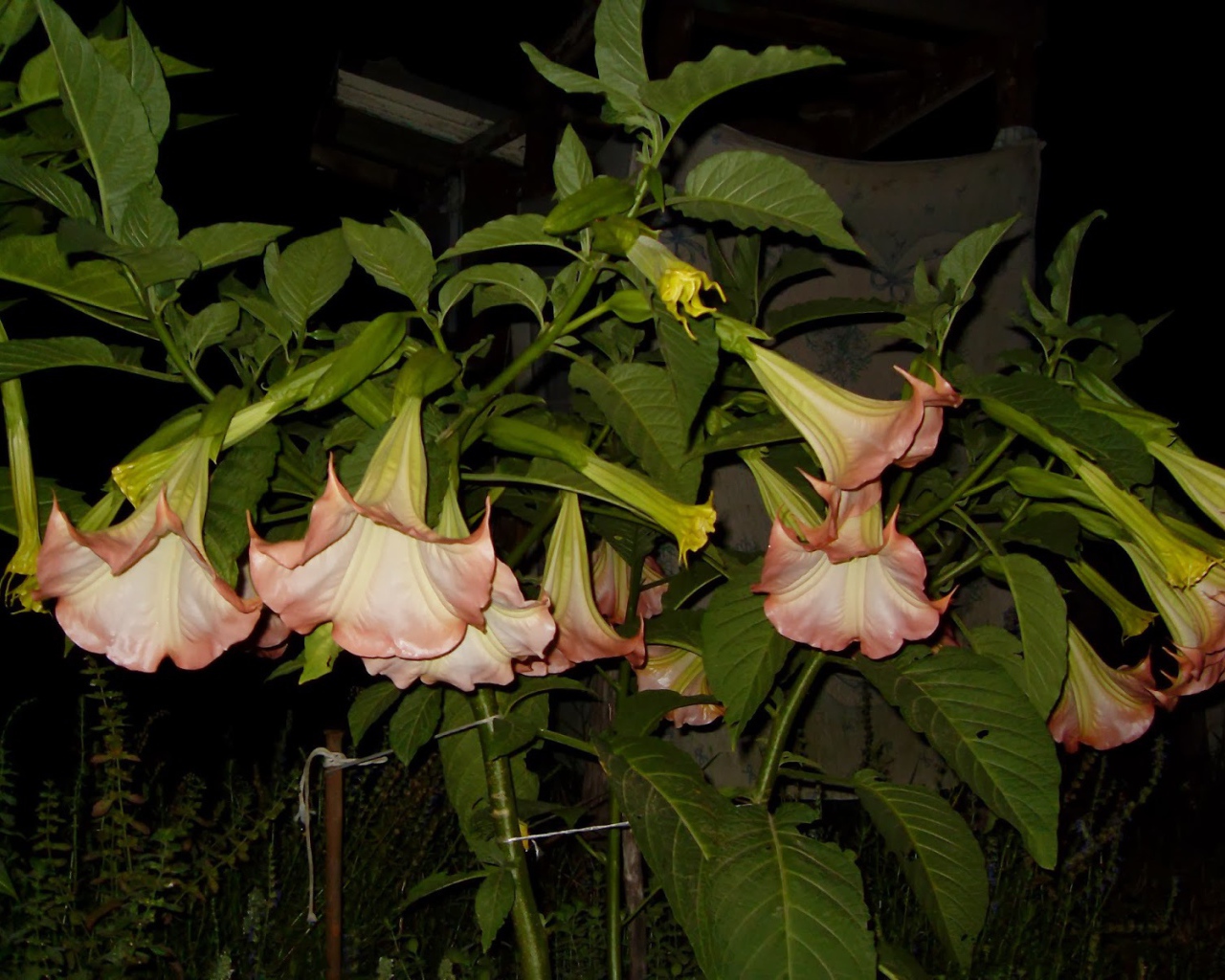 Красивые цветы бругмансия на поляне