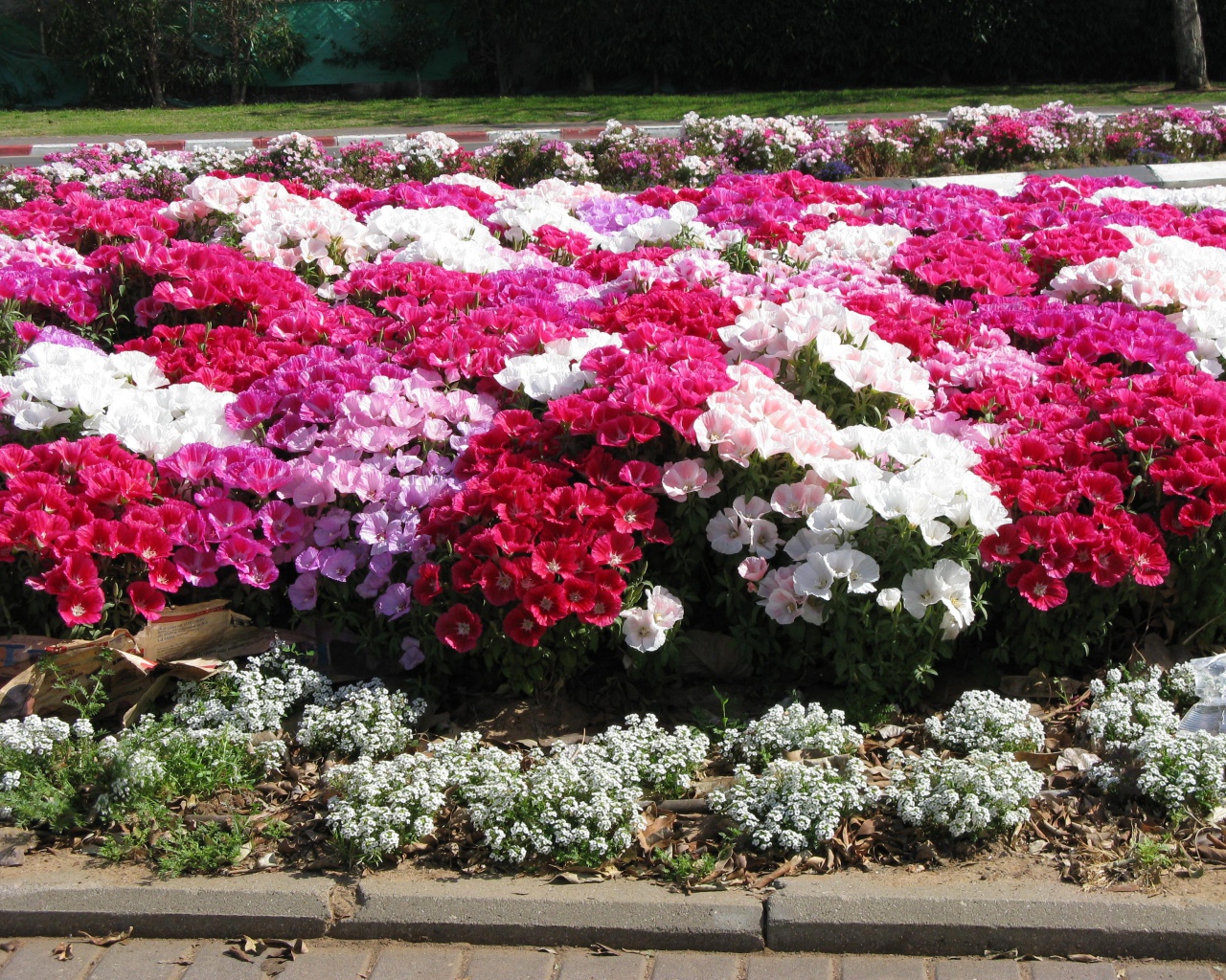 На поляне красивые цветы кларкия (годеция) 