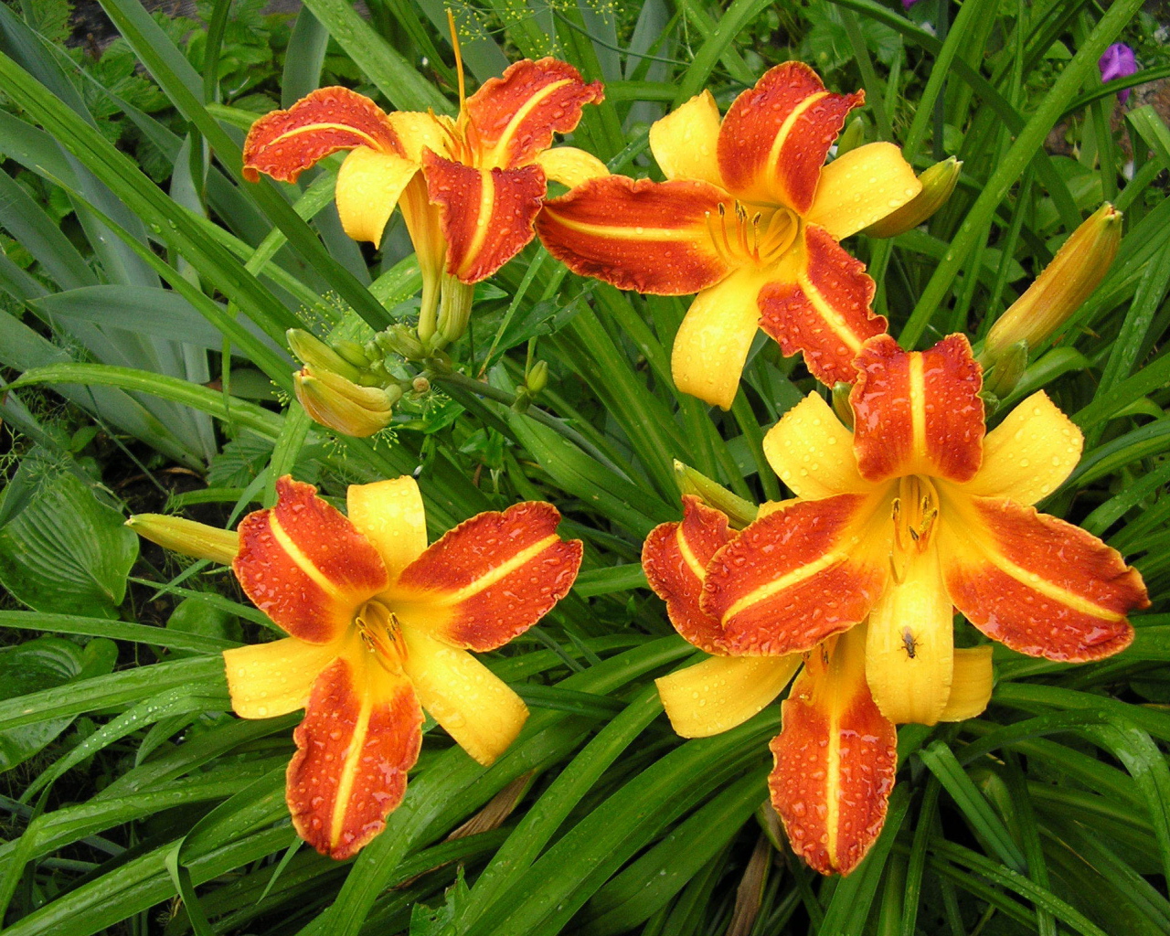 На поляне красивые цветы лилейник