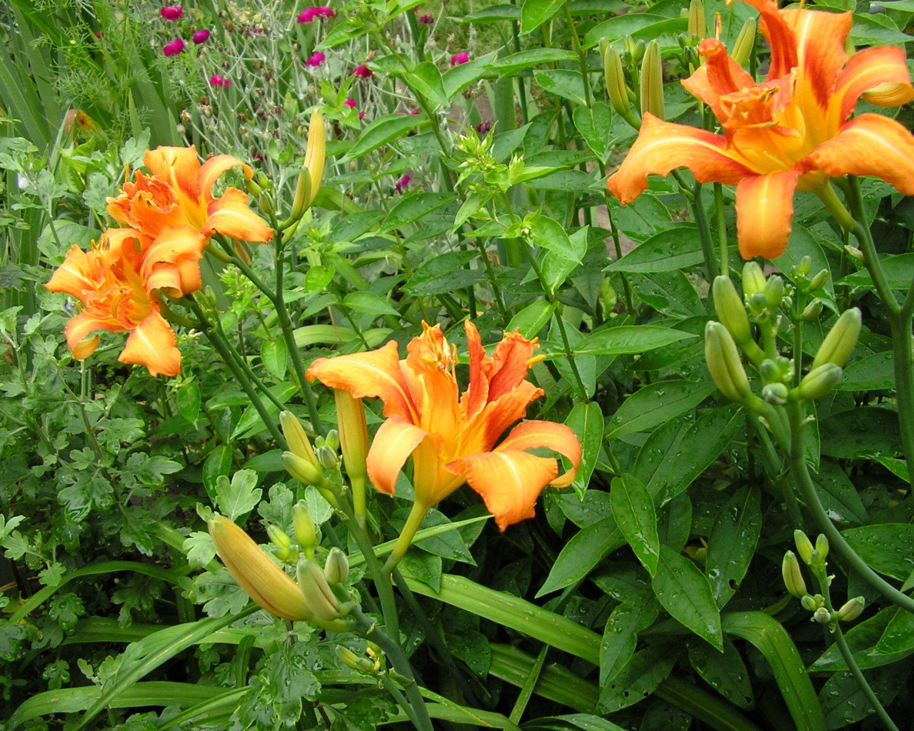 Красивые цветы лилейник на поляне