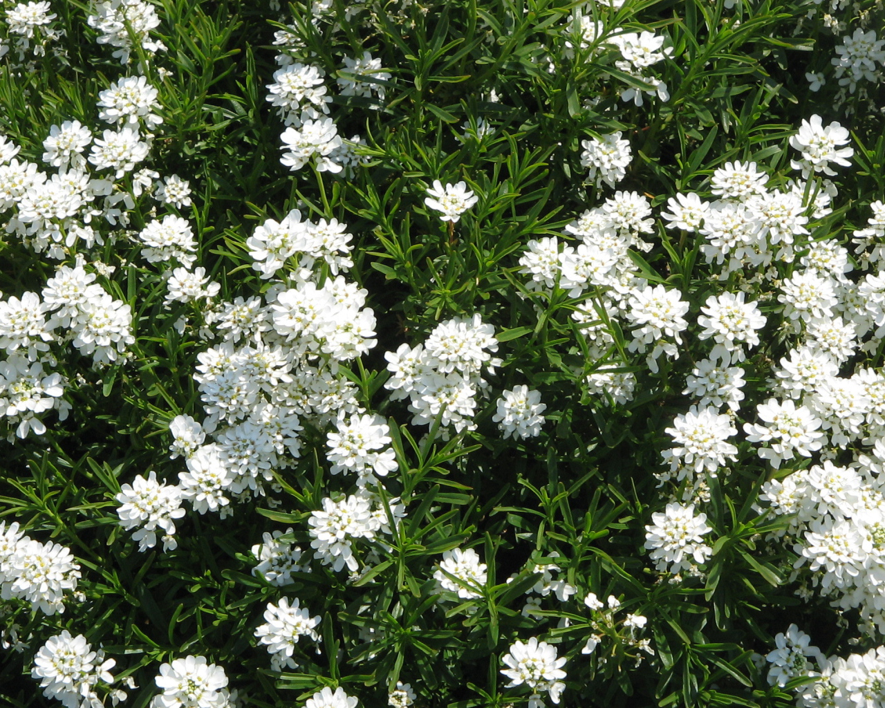 На поляне красивые цветы иберис