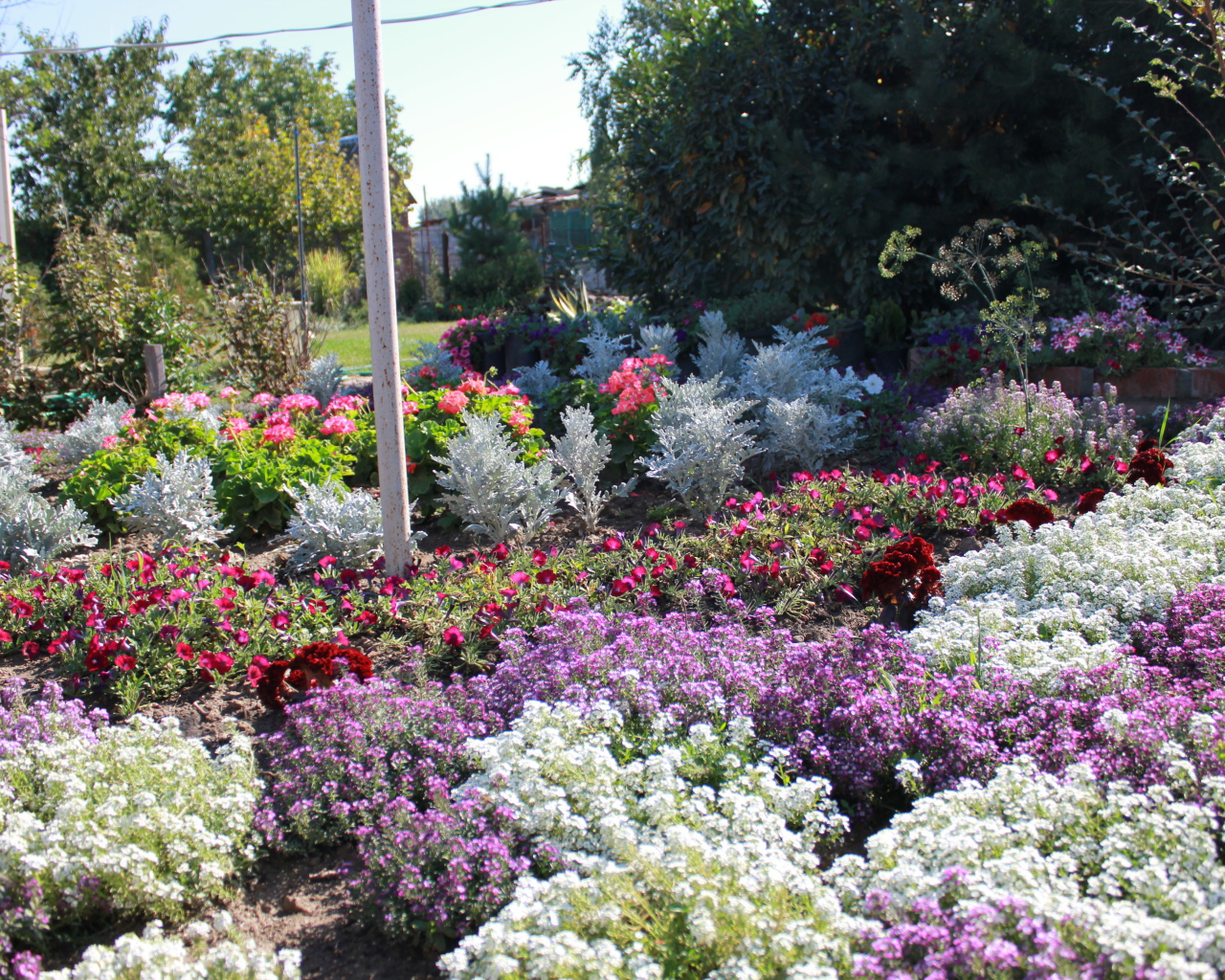 На поляне красивые цветы алиссум